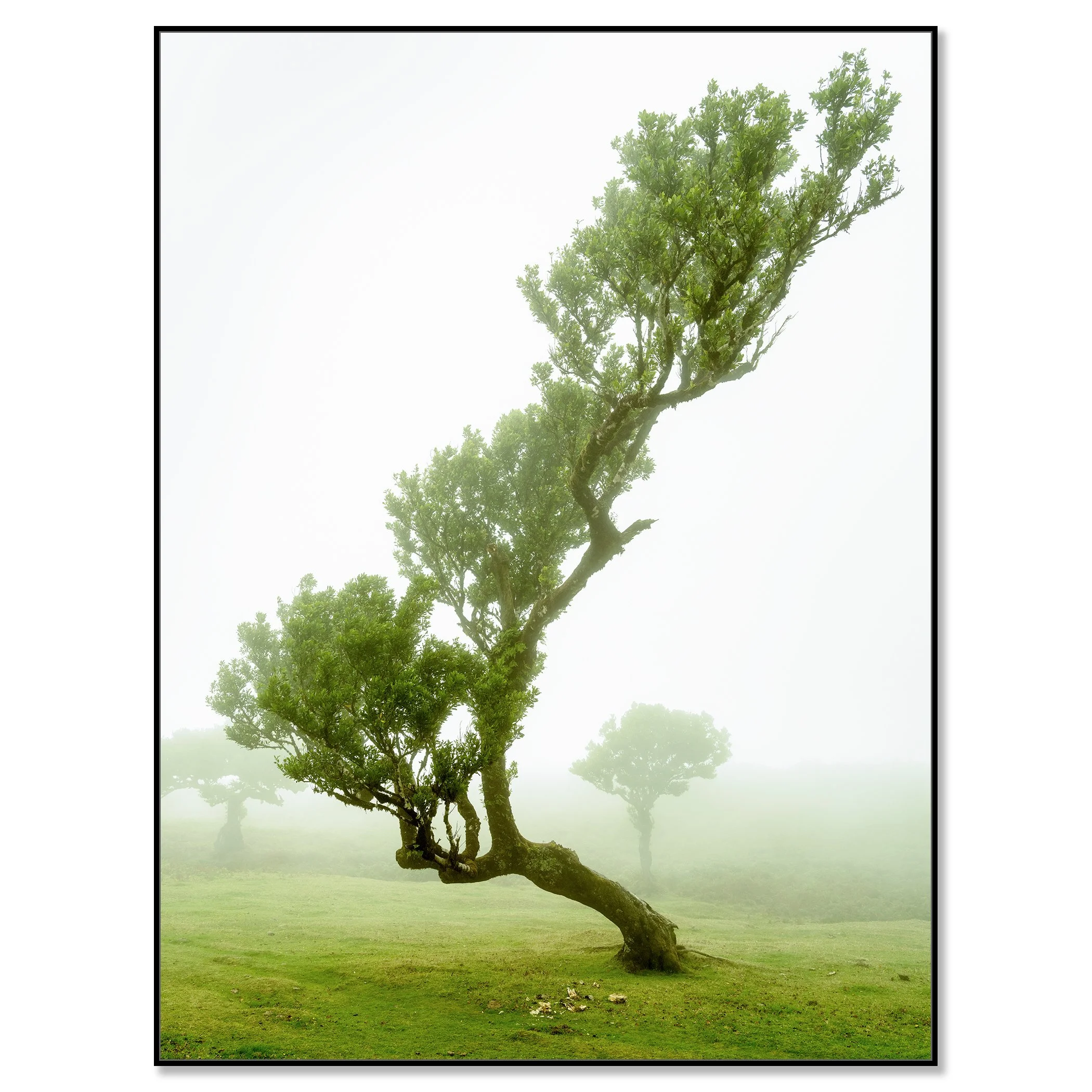 Gerald Berghammer - Color mystical landscape Photography. A uniquely shaped tree with a curved trunk, standing on a cow meadow, shrouded in fog. Chromaluxe framed black