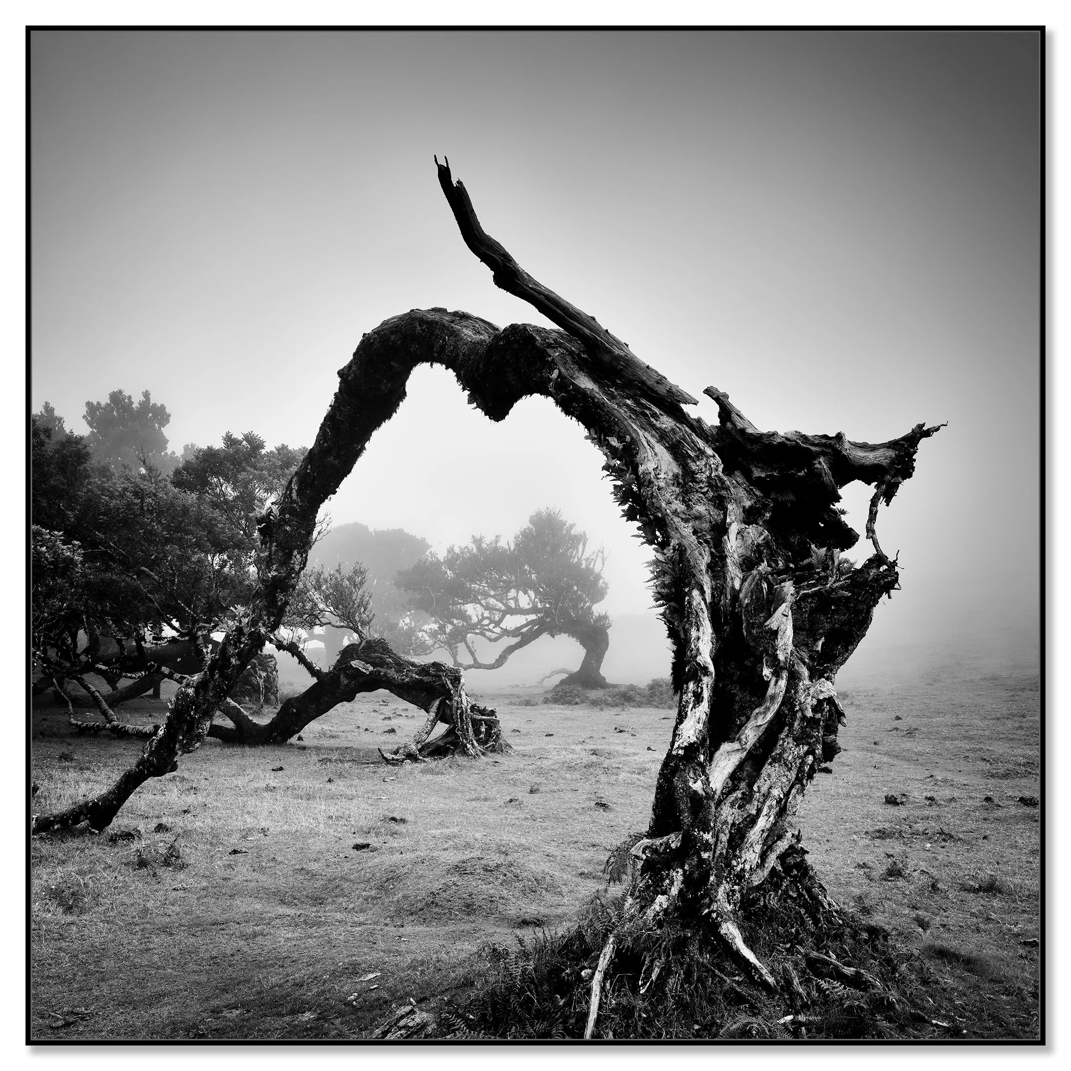 Black and white photo of old angled trees in morning mist at Fanal Forest, Madeira – framed ArtBox black