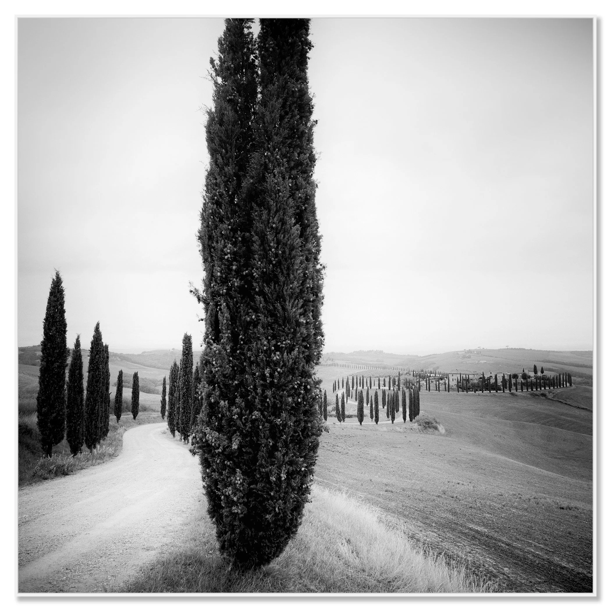Cypress Trees Study 2 displayed in a white aluminium ArtBox frame by Gerald Berghammer.