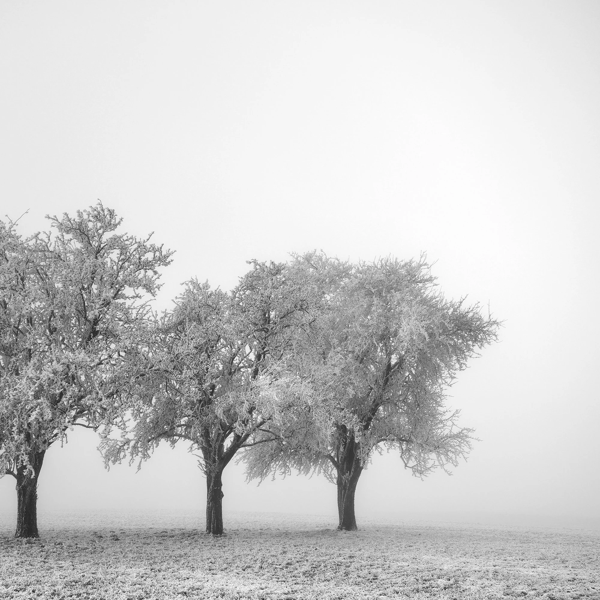 Second close-up detail of the frost-covered apple trees in Frozen Apple Trees Study 1 by Gerald Berghammer.