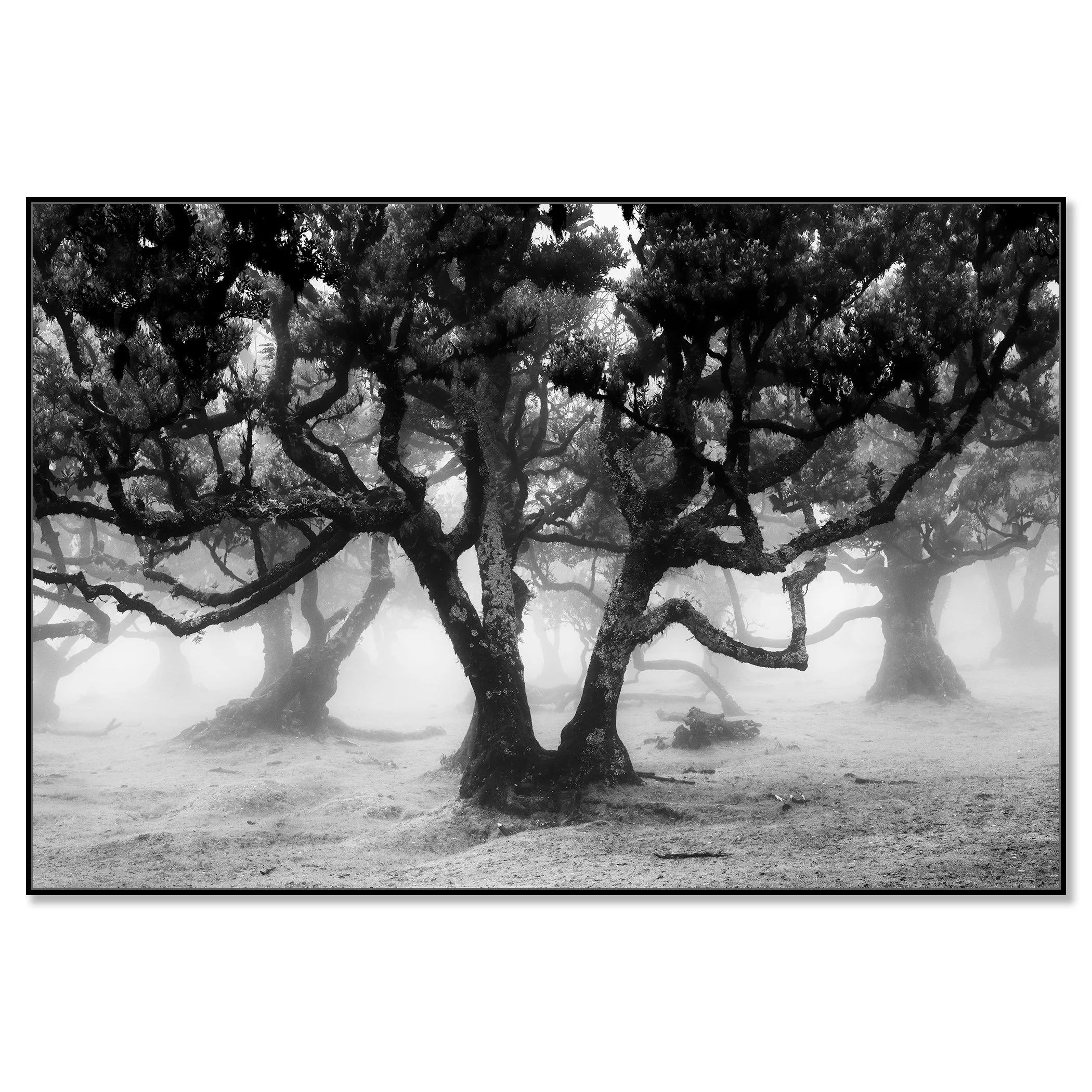 Fanal Forest Study 1 by Gerald Berghammer displayed in a black aluminium ArtBox frame.