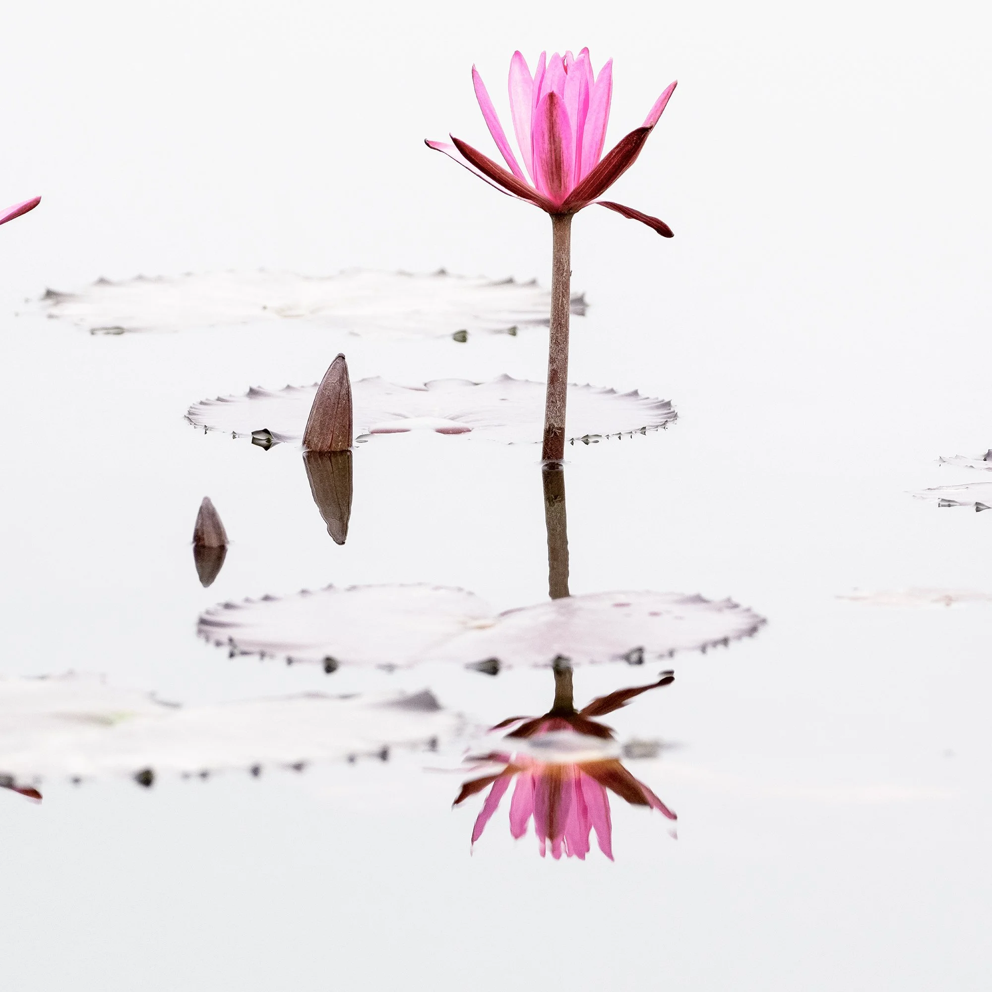 © 2025 Gerald Berghammer - Minimalist fine art photograph of pink water lilies reflected on calm water with clean white background. Print detail 3