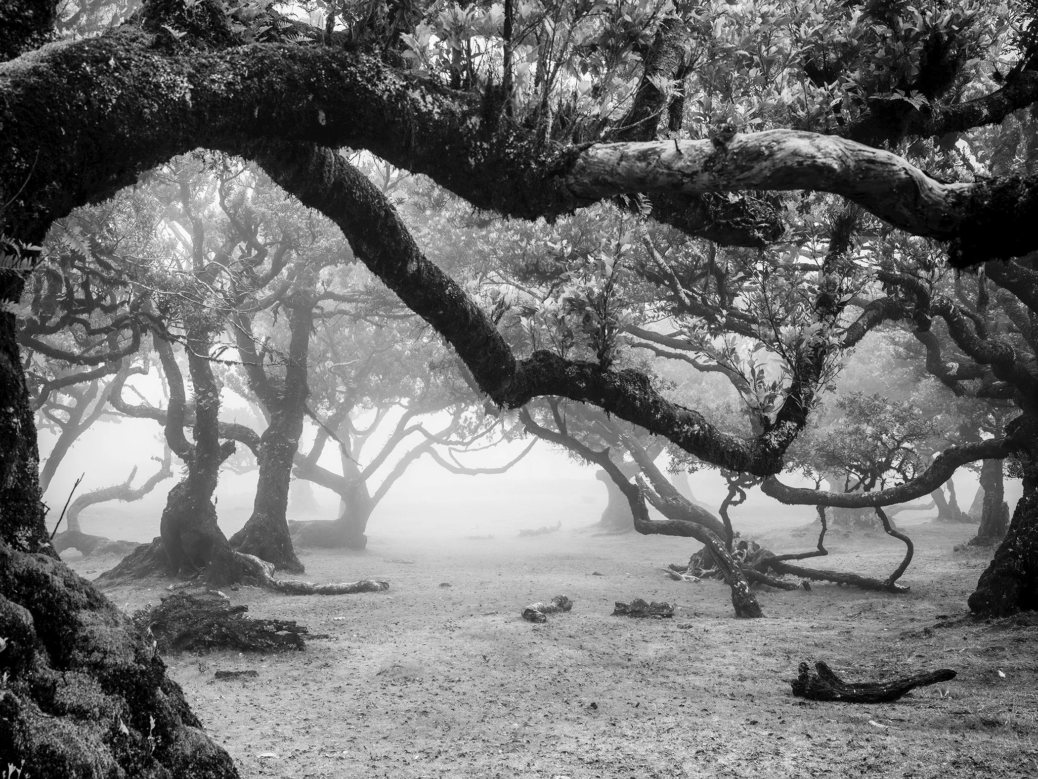 Monochrome image of ancient twisted trees in a quiet mist-covered forest