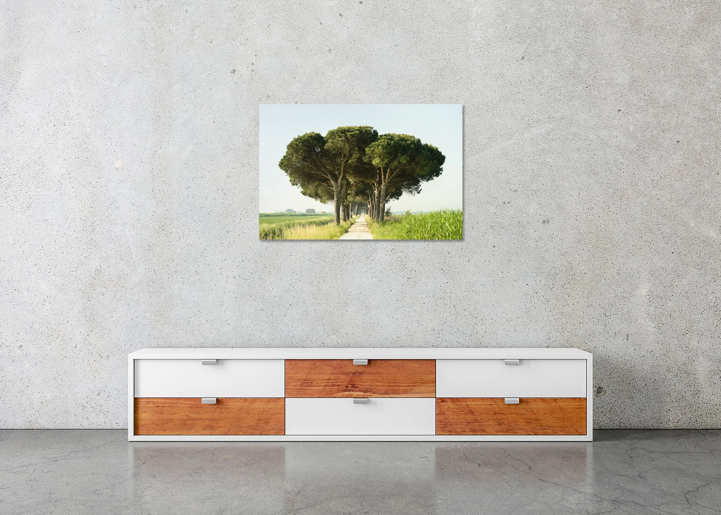 Italian Stone Pine displayed in a modern interior as a frameless colour artwork mounted on aluminium Dibond by Gerald Berghammer.