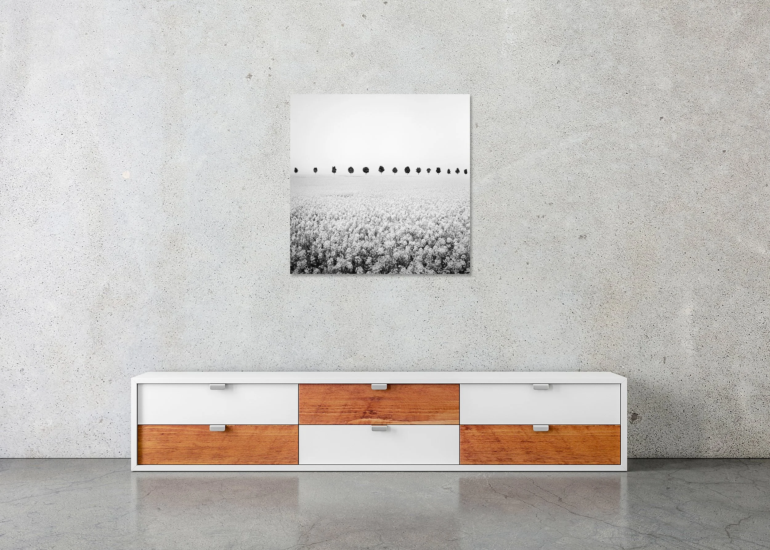 Brassica Napus Study 1 displayed in a modern interior as a frameless black-and-white artwork mounted on aluminium Dibond by Gerald Berghammer.
