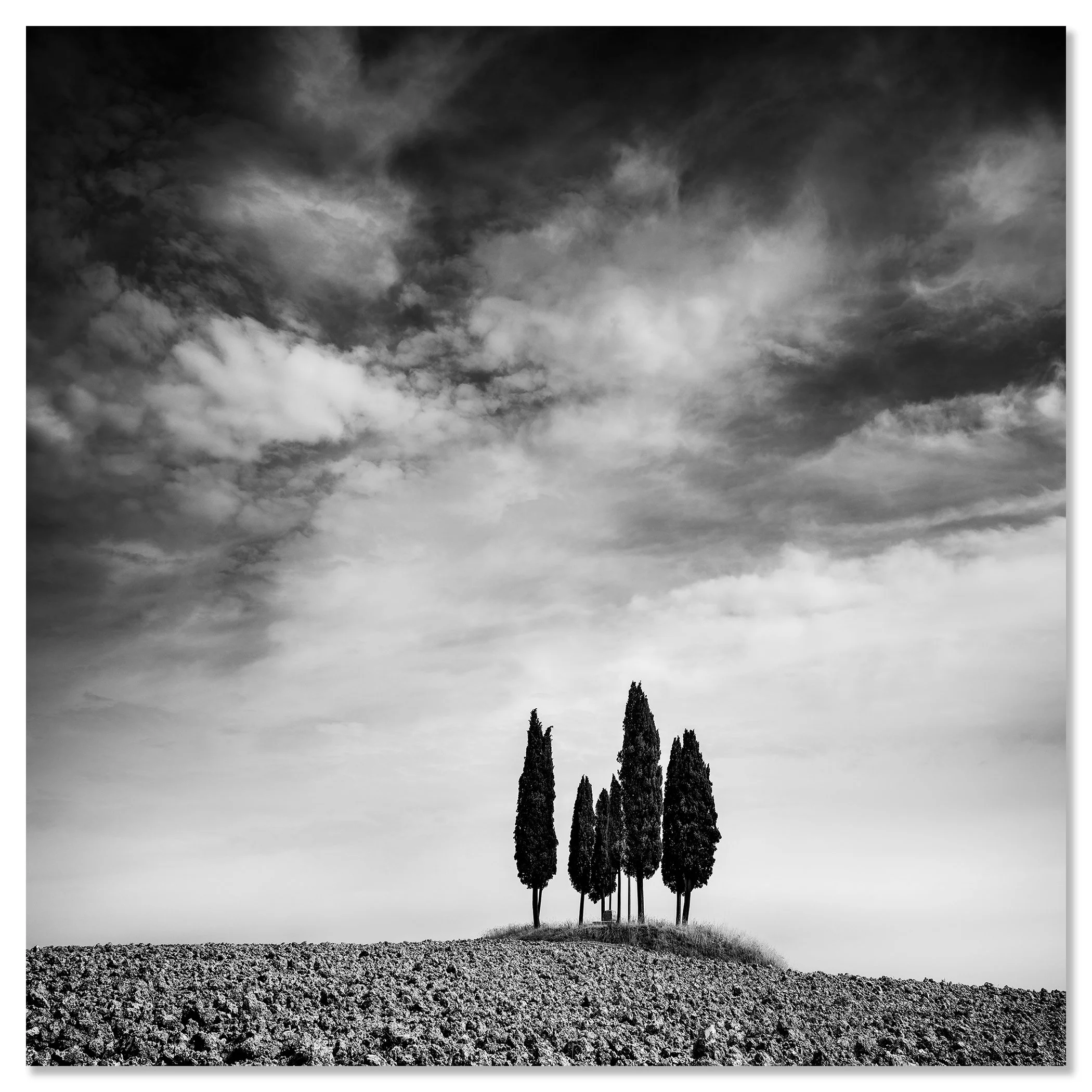 Circle of Cypress Trees Study 2 shown as a frameless Dibond artwork by Gerald Berghammer.