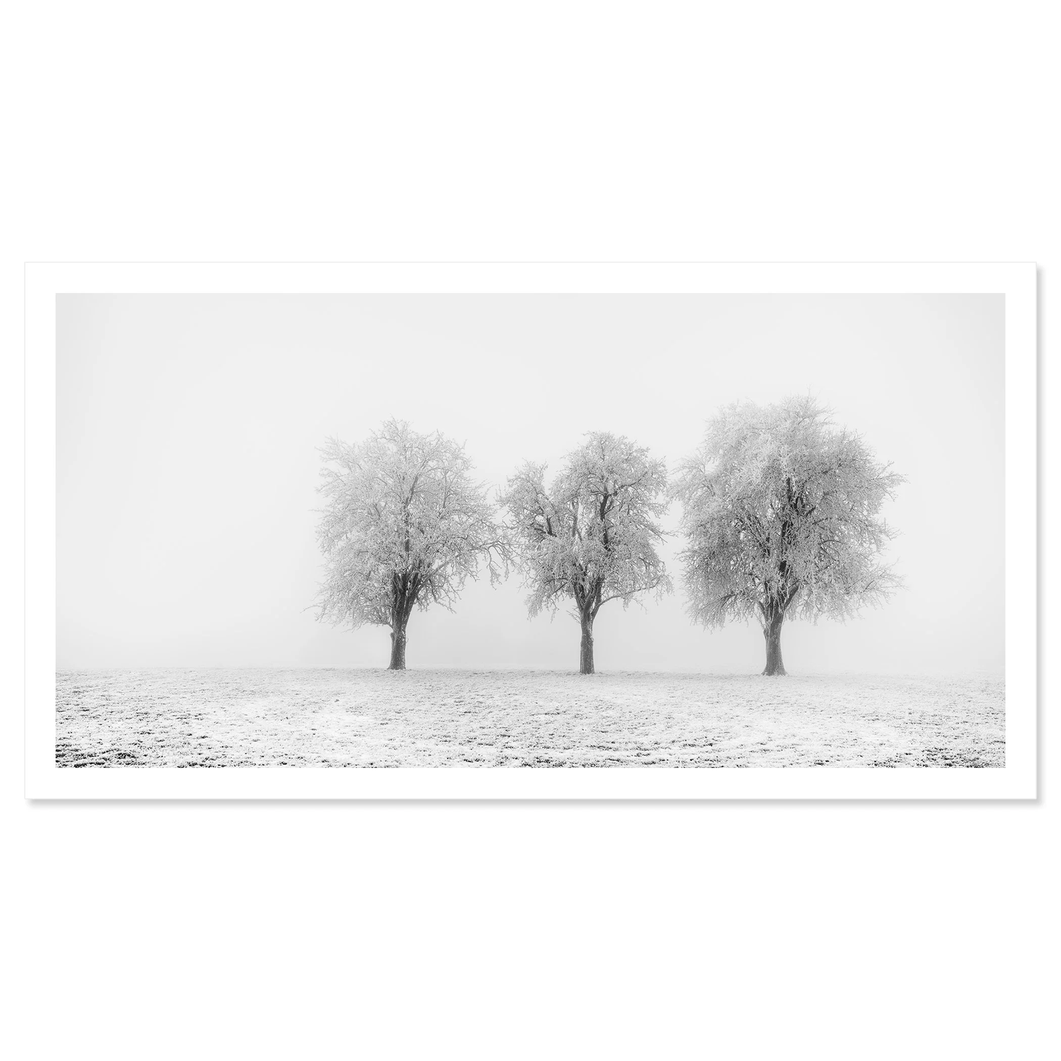 Frozen Apple Trees Panorama Study 2 by Gerald Berghammer, shown as an archival pigment fine art print with a white border.