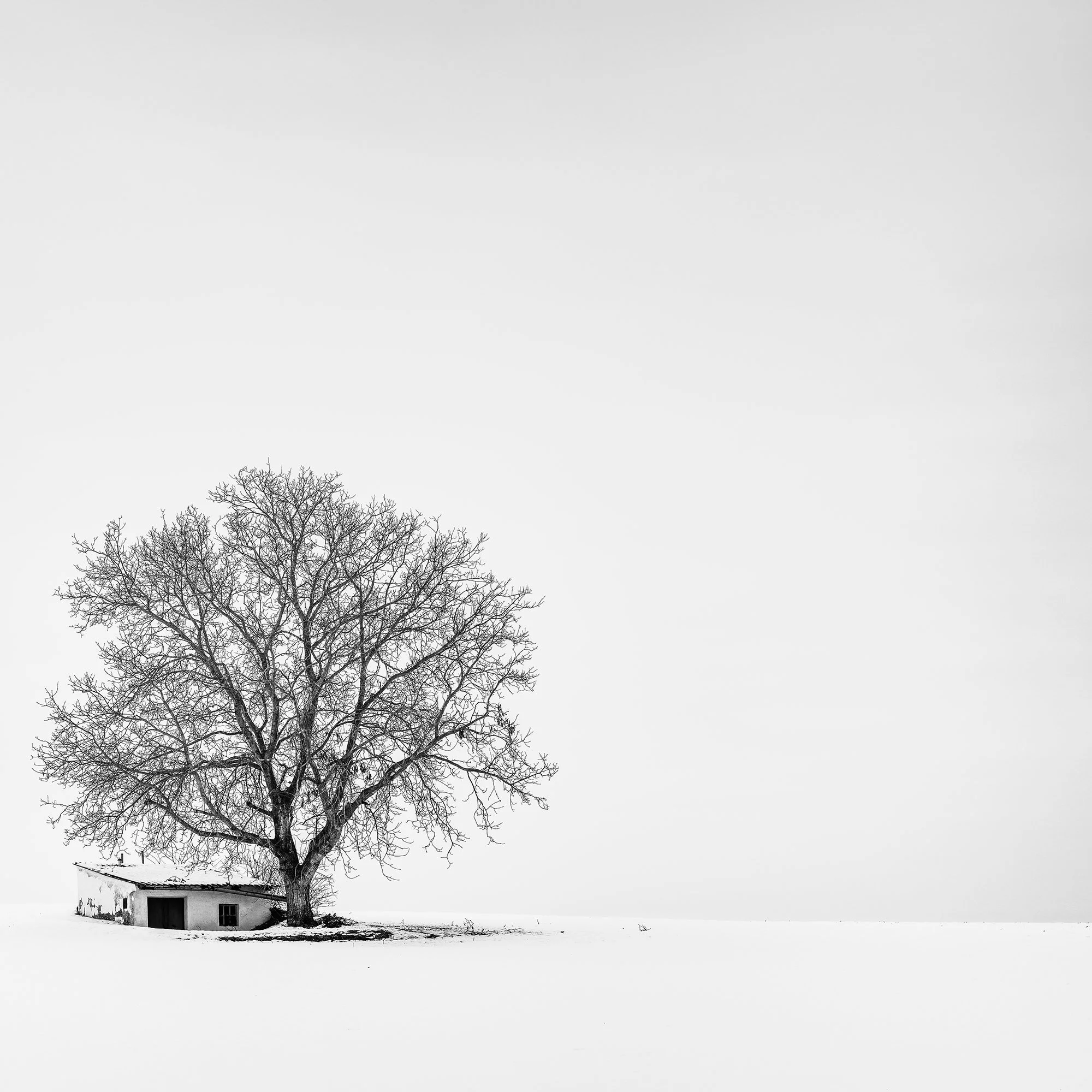 Minimalist detail of Wine Press House Winter Study 2 with a solitary tree and wine press house in snow.