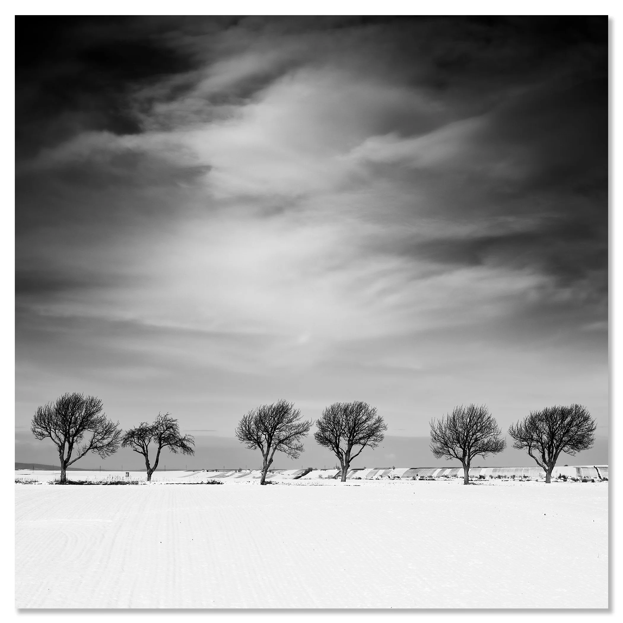 Cherry Tree in Winter, Study 1 – frameless black-and-white ChromaLuxe print. Photo by Gerald Berghammer.