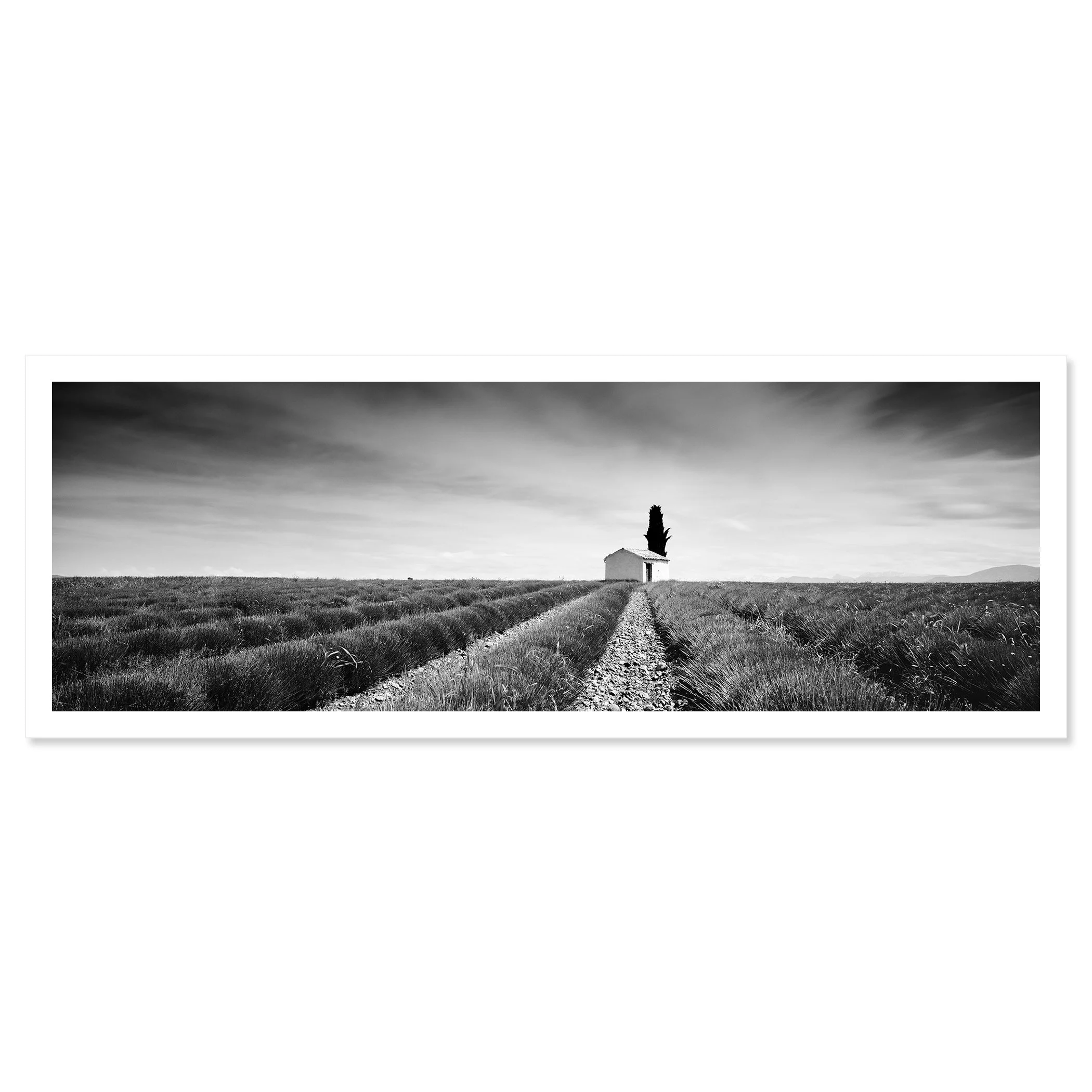 Gerald Berghammer - Black and white landscape photography. Lavender field with a dirt path to a small house and a tall tree, under a sky with moving clouds. Fine art print only