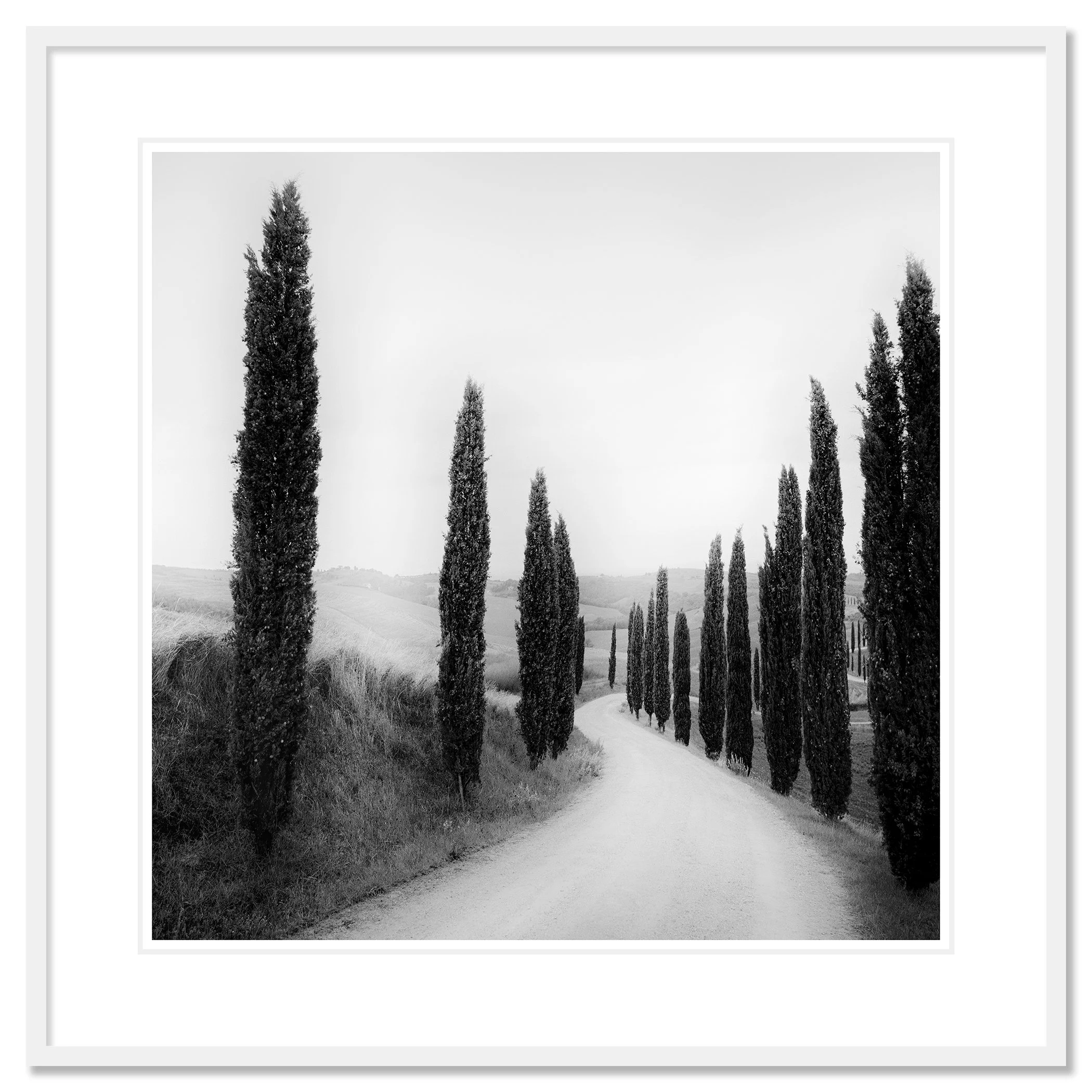 Path Lined with Cypress Trees by Gerald Berghammer shown in a white aluminium frame with a white mount.