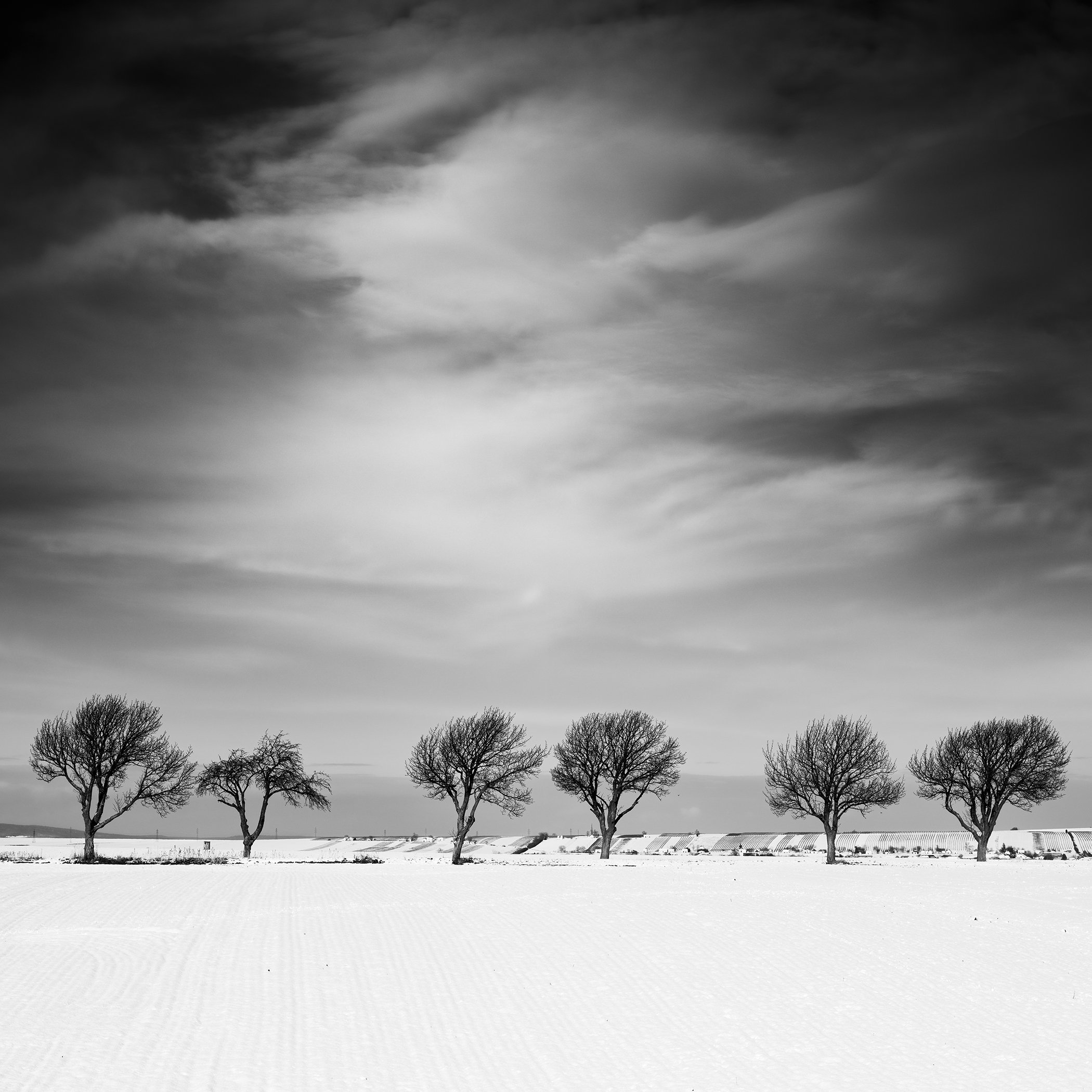 Minimalist black-and-white winter landscape with a row of bare trees and dramatic clouds in Austria. Photo by Gerald Berghammer.