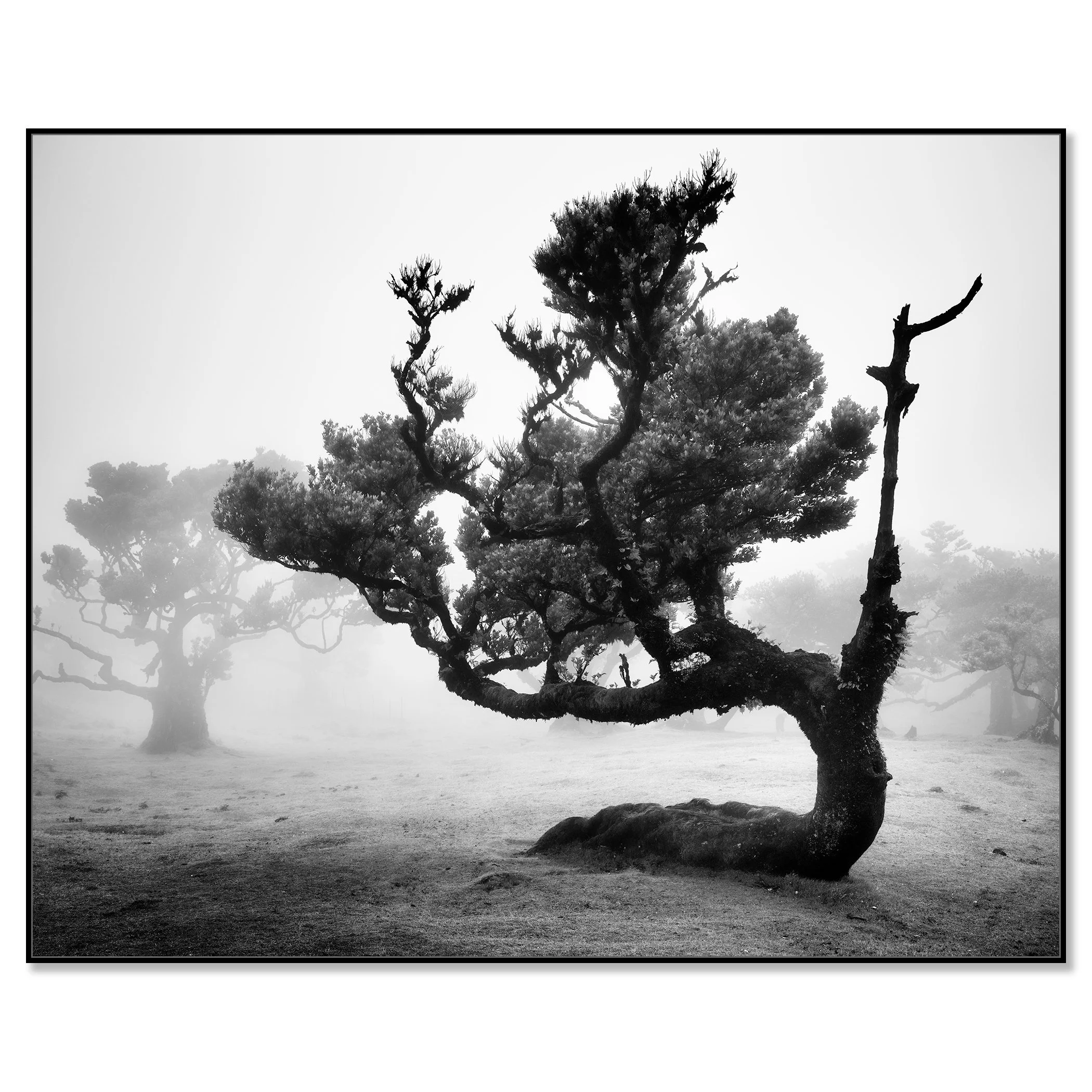 Ancient Laurisilva Forest, Study 12 – black-and-white photograph presented in a black aluminium ArtBox.