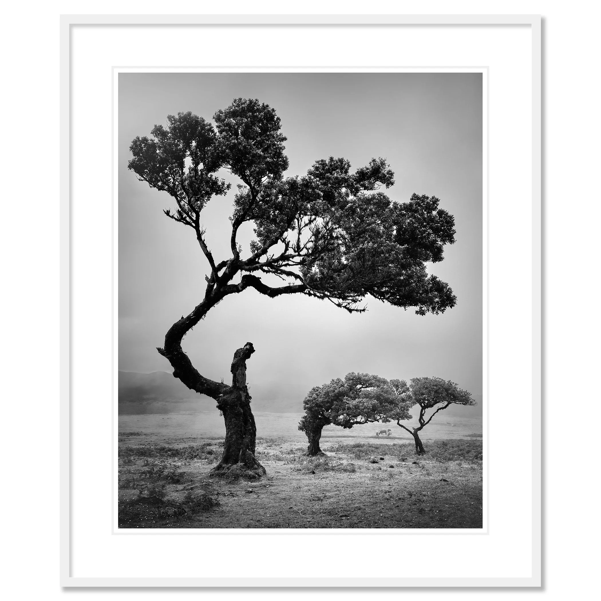 Ancient Laurisilva Forest Study 5 by Gerald Berghammer, black-and-white fine art print in a white aluminium frame with white mount.