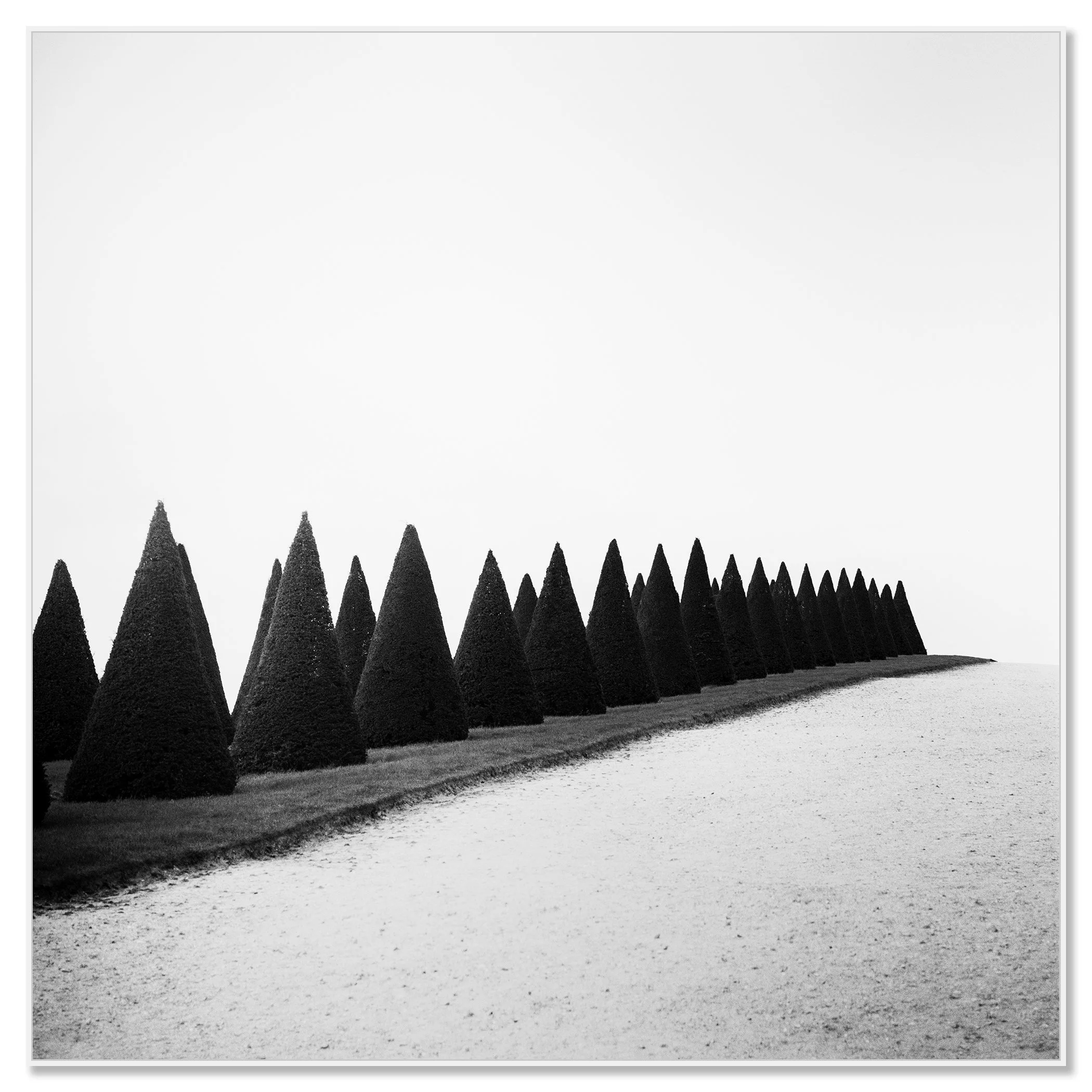 Hedges, Study 1 – black-and-white Dibond print presented in a white aluminium ArtBox frame.