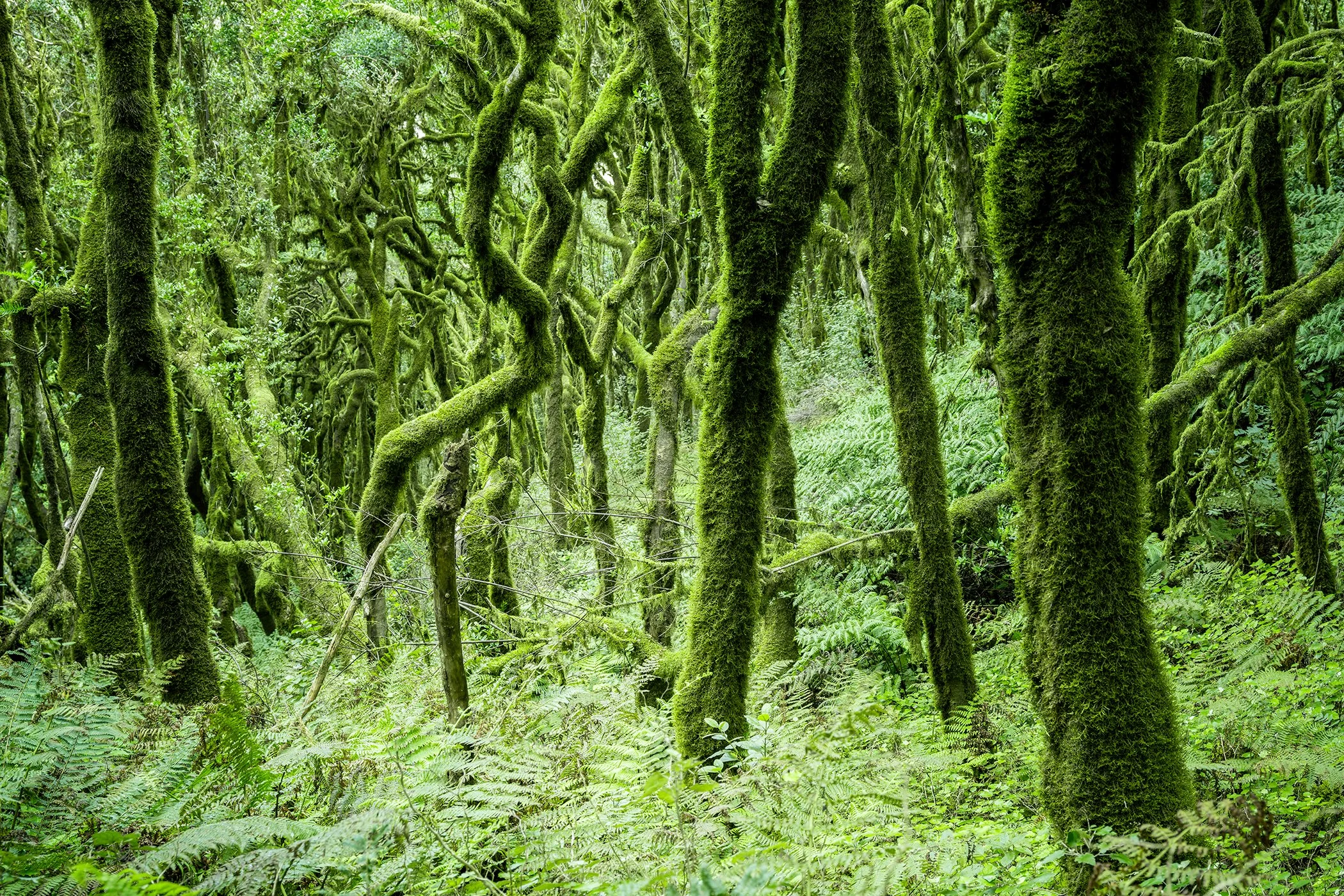 Ancient laurel forest with moss-covered trees and dense green ferns on La Gomera, Spain. Photo by Gerald Berghammer.