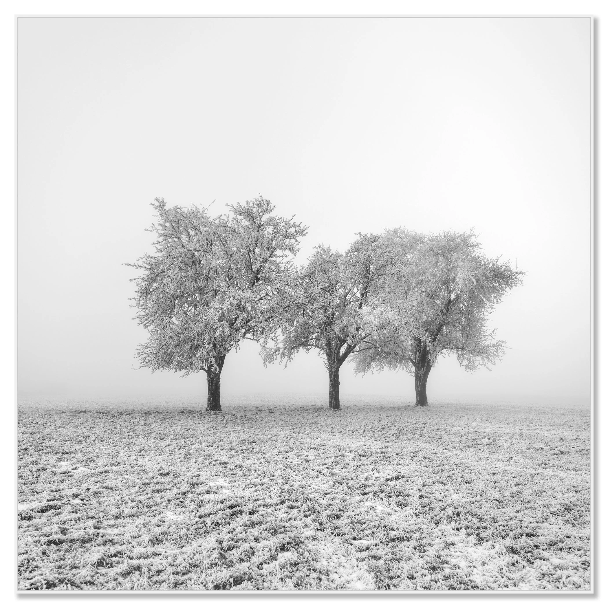 Frozen Apple Trees Study 1 – Austria, black-and-white photograph mounted on Dibond in a white aluminium ArtBox frame by Gerald Berghammer.