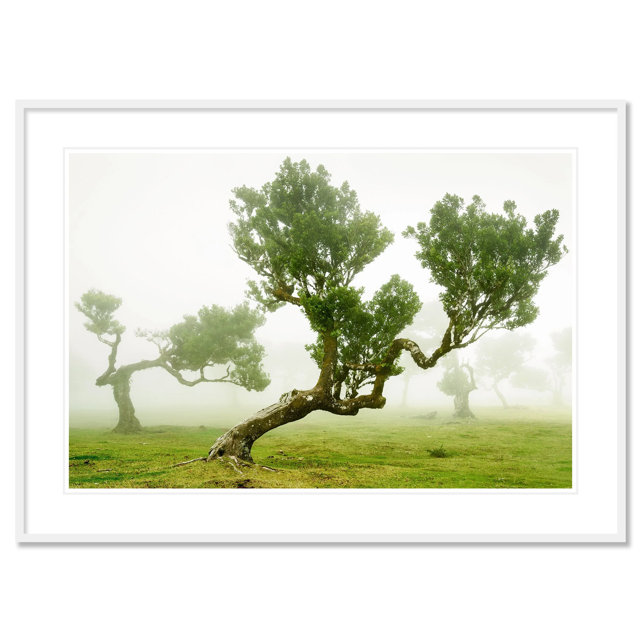 © 2021 Gerald Berghammer - Wind-shaped trees in a green meadow surrounded by soft morning fog, creating a calm, atmospheric landscape. Classic framed white