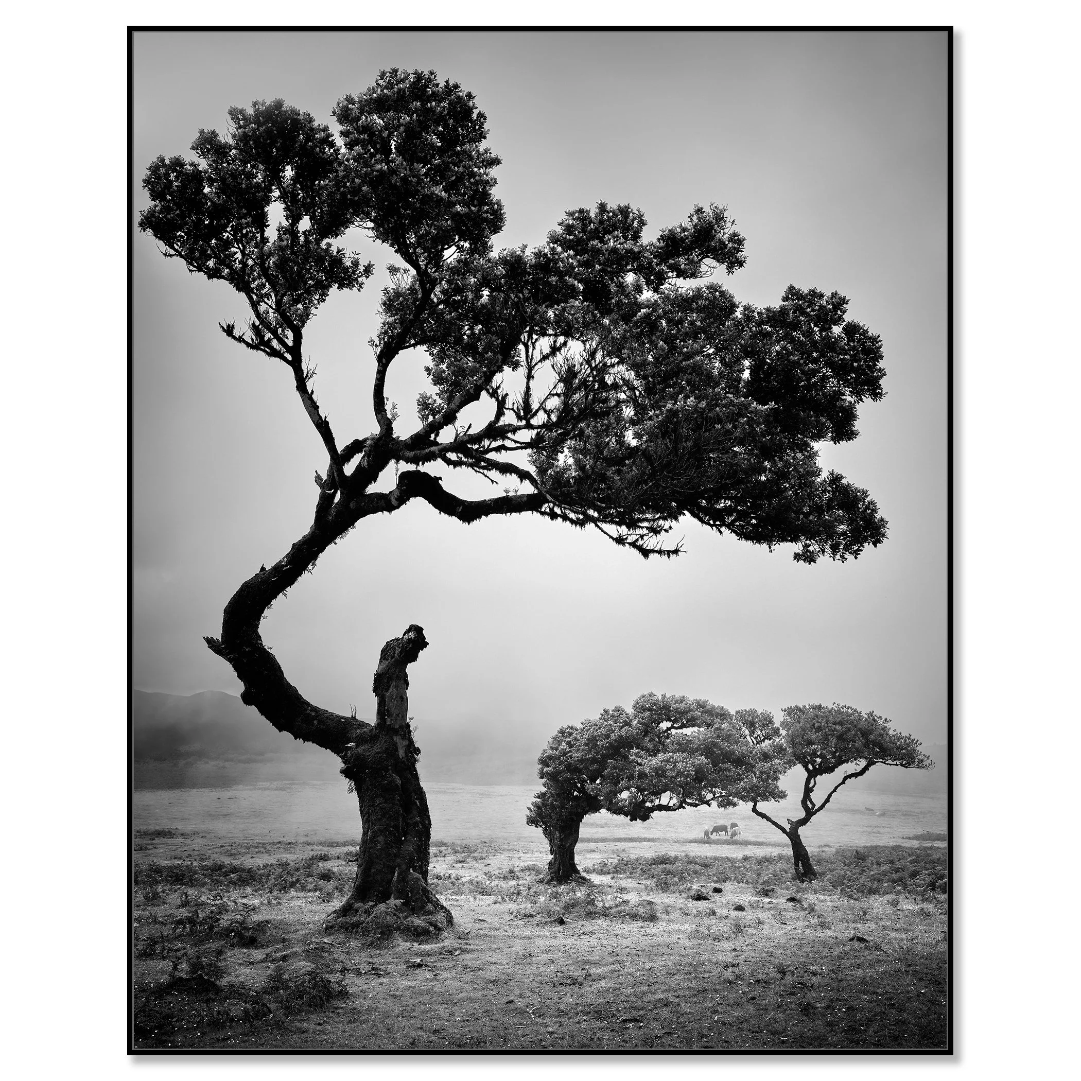 Three trees with twisted trunks and lush foliage in an open landscape on Madeira – framed ArtBox black