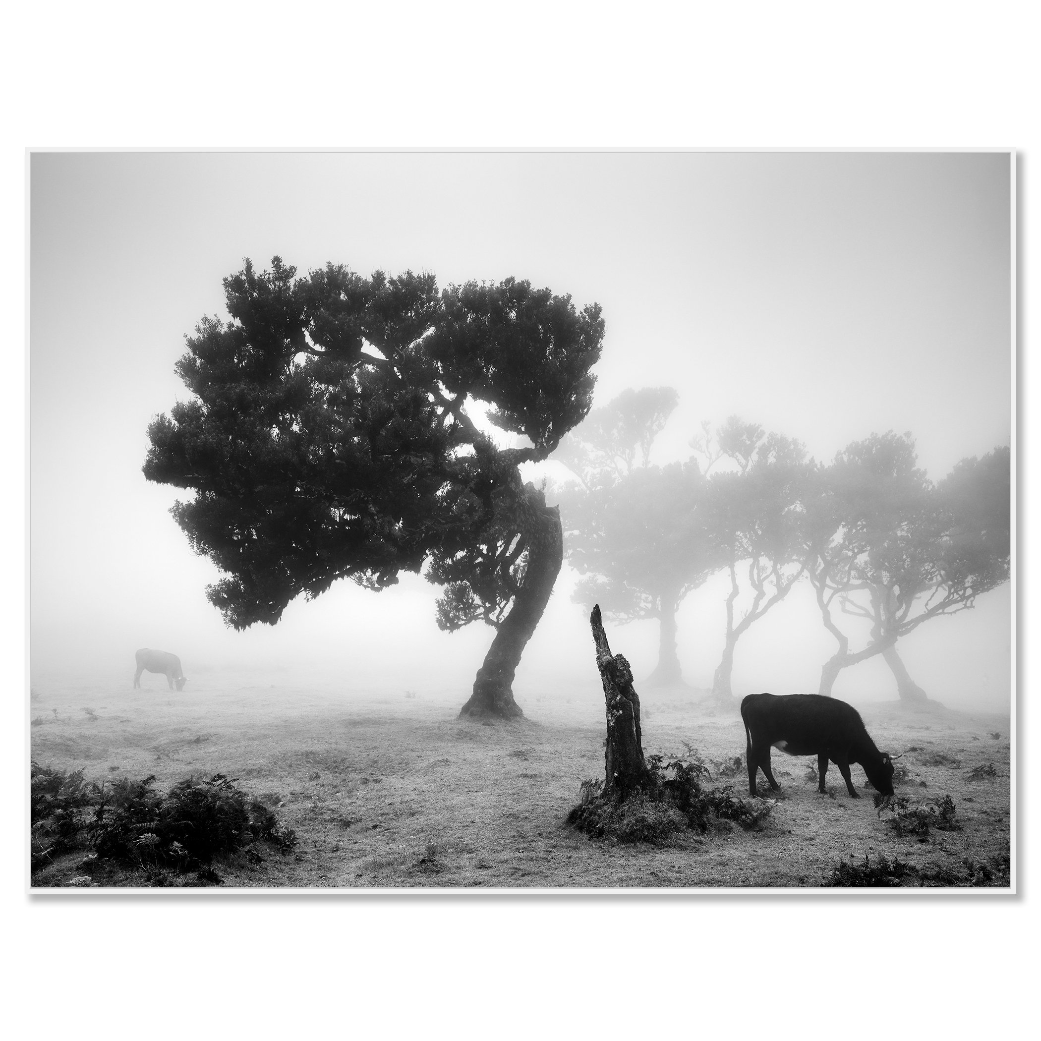 Cows on a Foggy Pasture, Study 1 – Madeira photograph on Dibond in a white aluminium ArtBox frame by Gerald Berghammer.