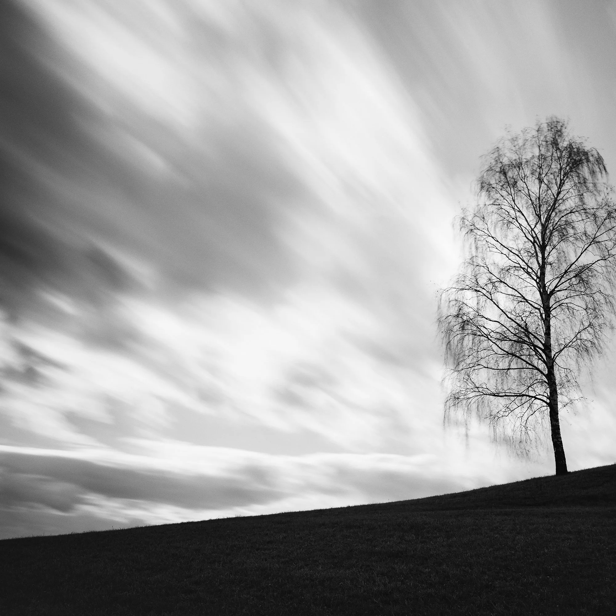 Detail of Black Birch by Gerald Berghammer, showing the solitary birch tree and fine tonal detail of the analogue photograph.