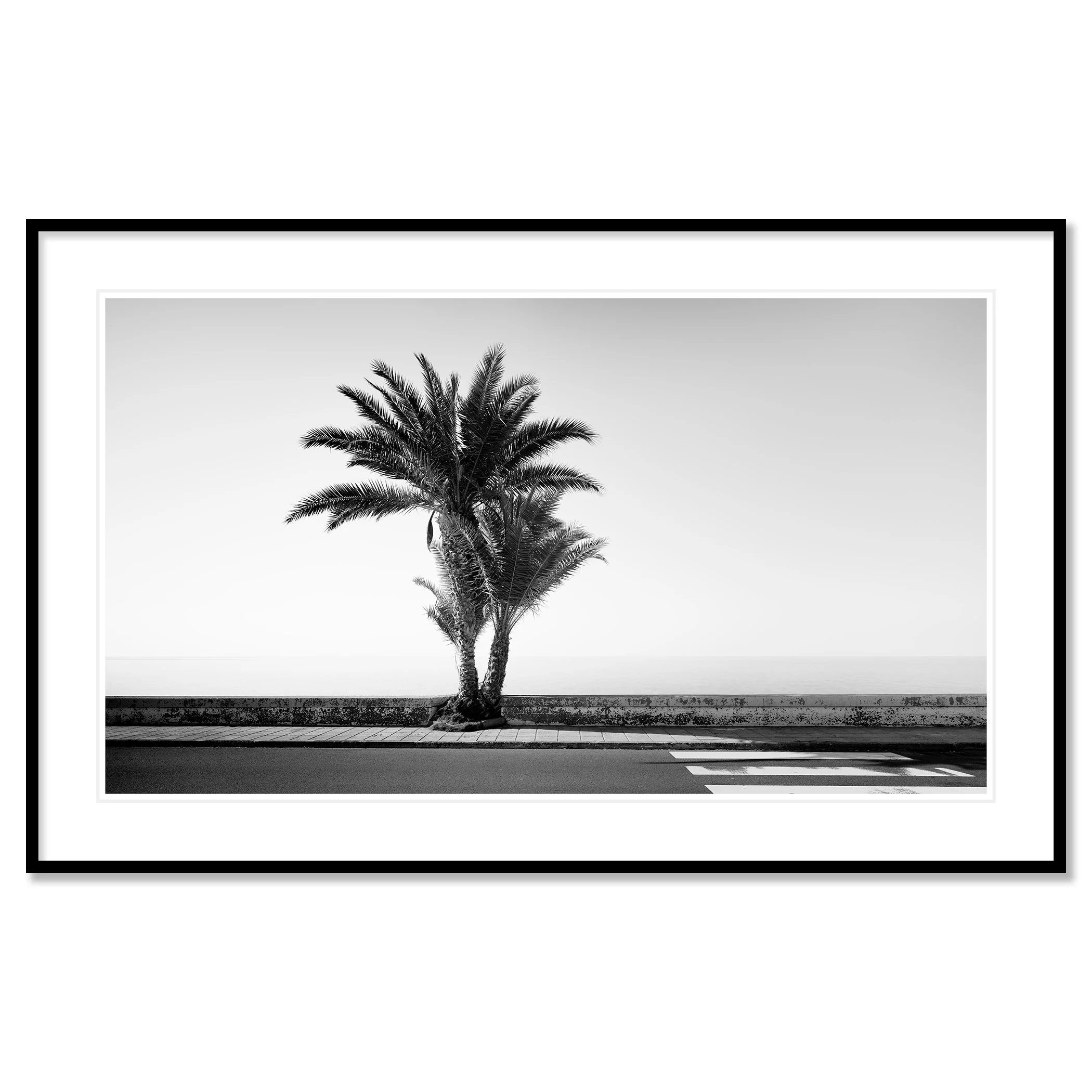 Palm Tree on the Roadside Study 2 by Gerald Berghammer, black-and-white fine art print in a black aluminium frame with white mount.
