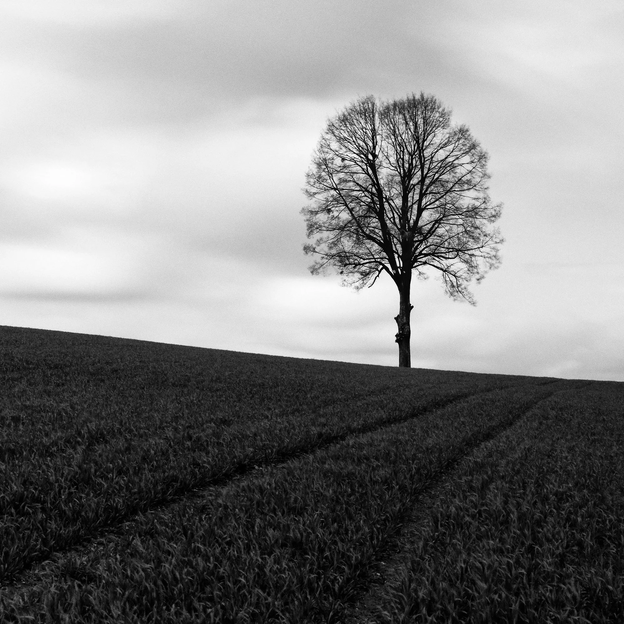 Close-up detail of the solitary tree and farmland in Farmland Panorama Study 1 by Gerald Berghammer.