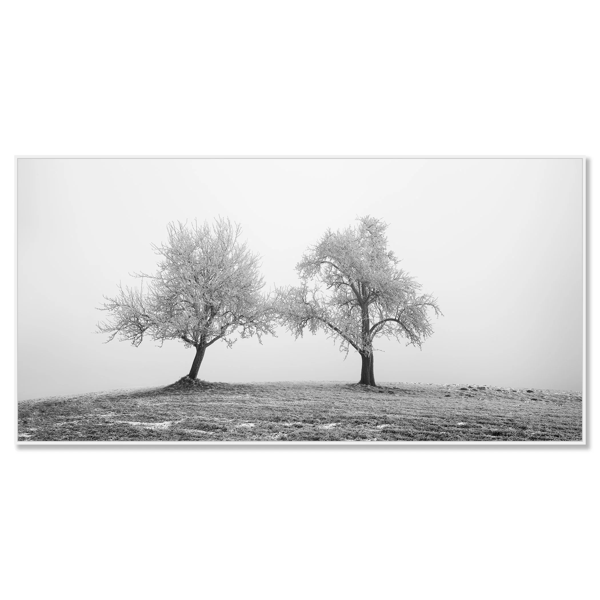 Two Lonely Frozen Trees Panorama by Gerald Berghammer, mounted on aluminium Dibond in a white ArtBox frame.