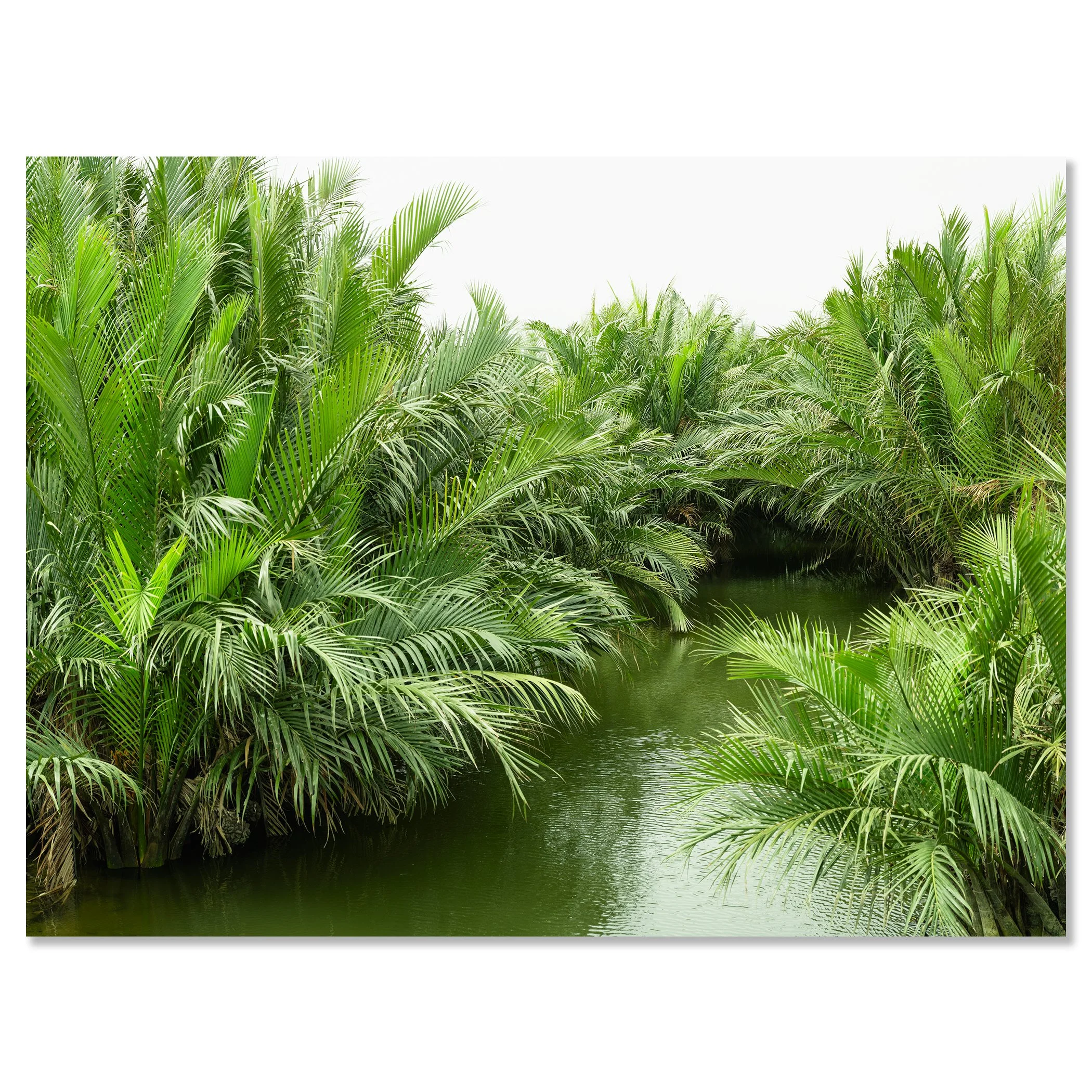 Gerald Berghammer - Color minimalist landscape photography. Lush tropical greenery with palm trees and a narrow waterway in the center. Chromaluxe frameless