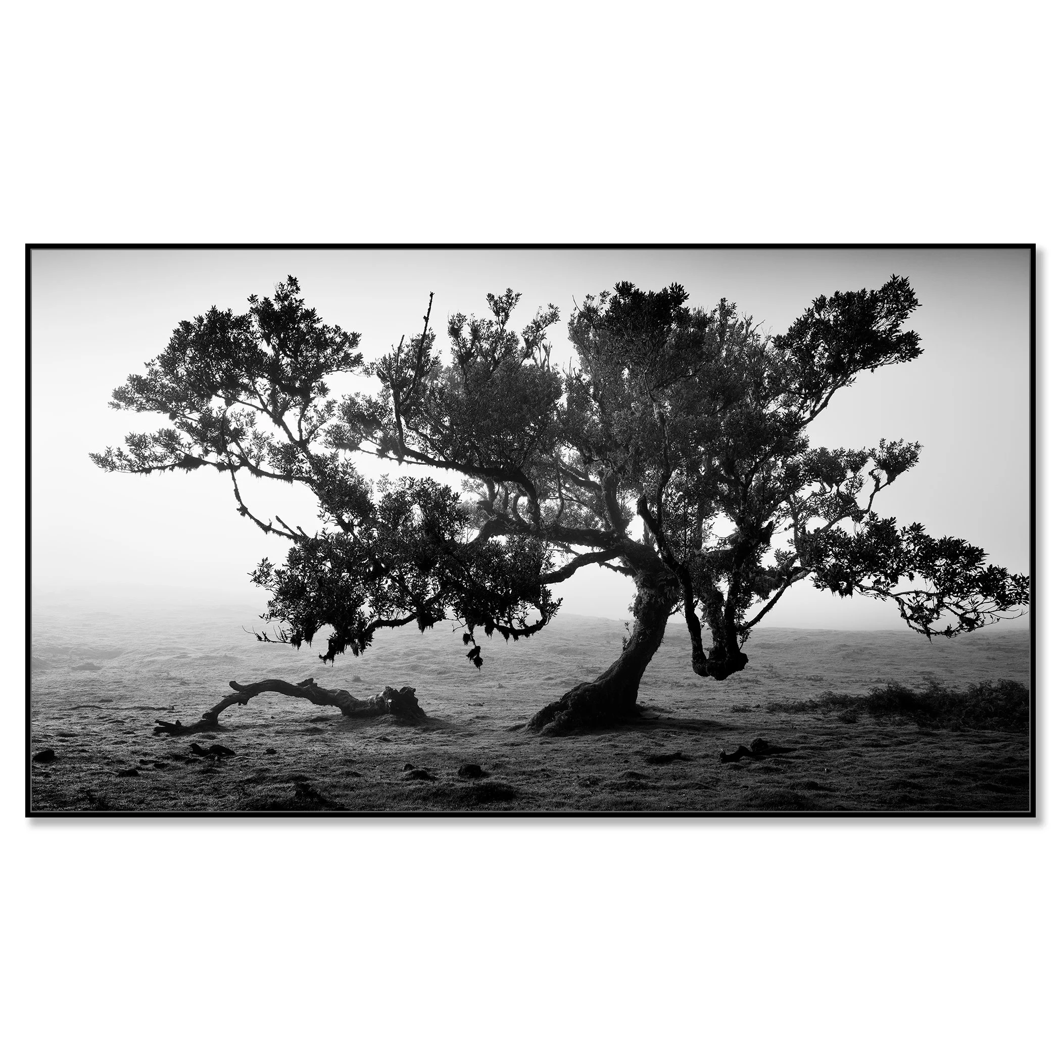 Ancient Laurisilva Forest, Study 16 – black-and-white photograph on Dibond in a black aluminium ArtBox.