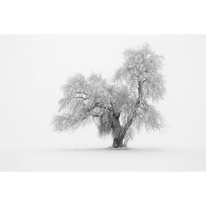 Minimalist Winter Tree Study 1 – Austria | Gerald Berghammer