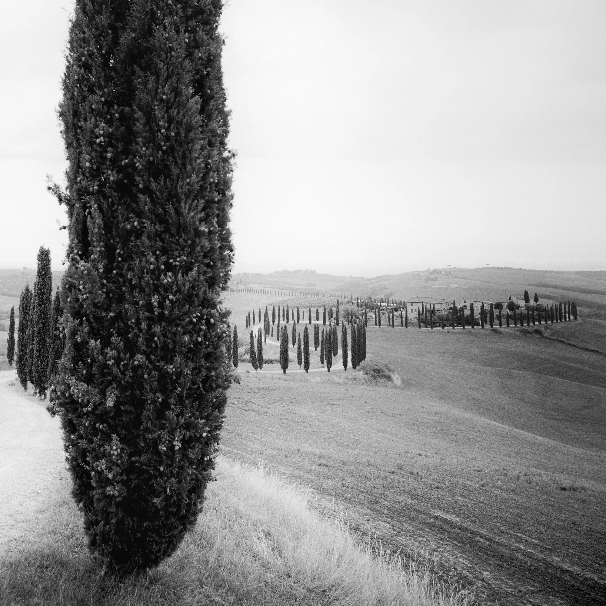 Cropped detail of Cypress Trees Study 2, showing cypress trees and the rolling Tuscan landscape by Gerald Berghammer.
