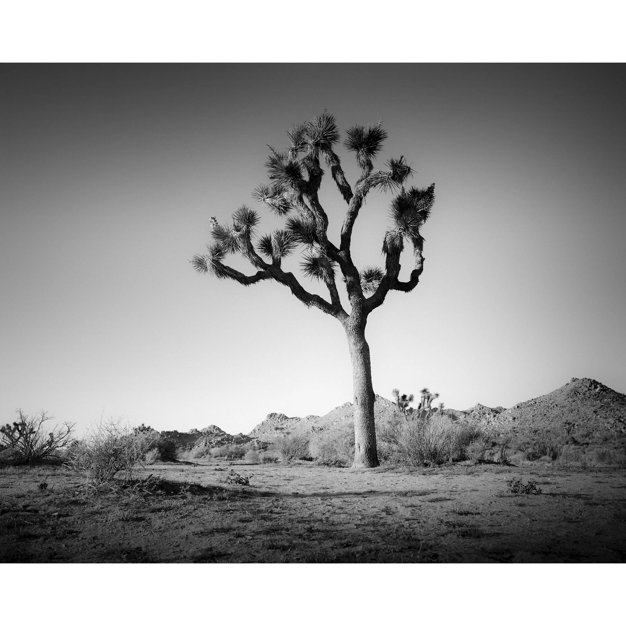 © 2015 Gerald Berghammer - Black and white minimalist photograph of a tall desert Joshua tree with mountains in the background.