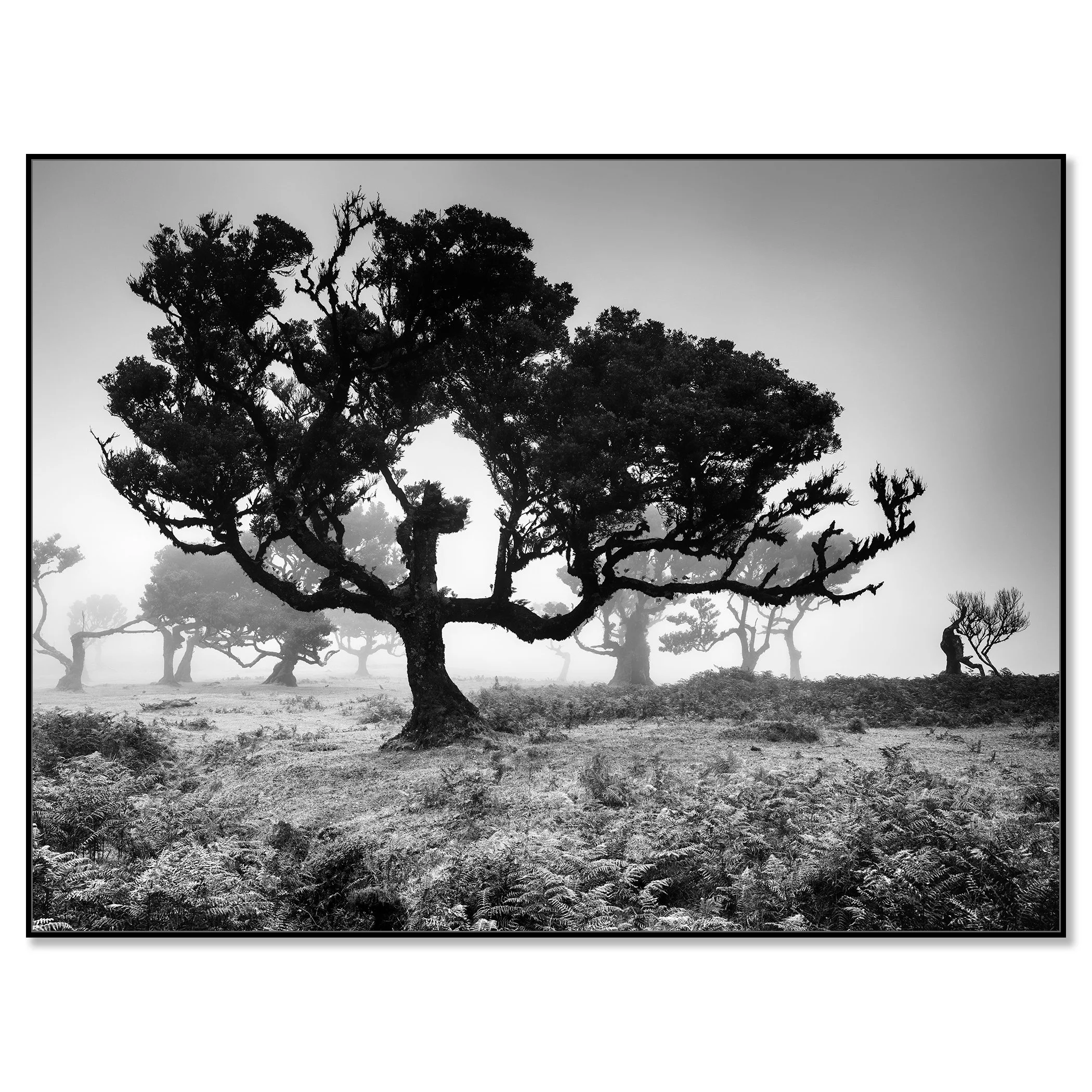 Misty tree landscape in Fanal, Madeira, in black and white – framed ArtBox black