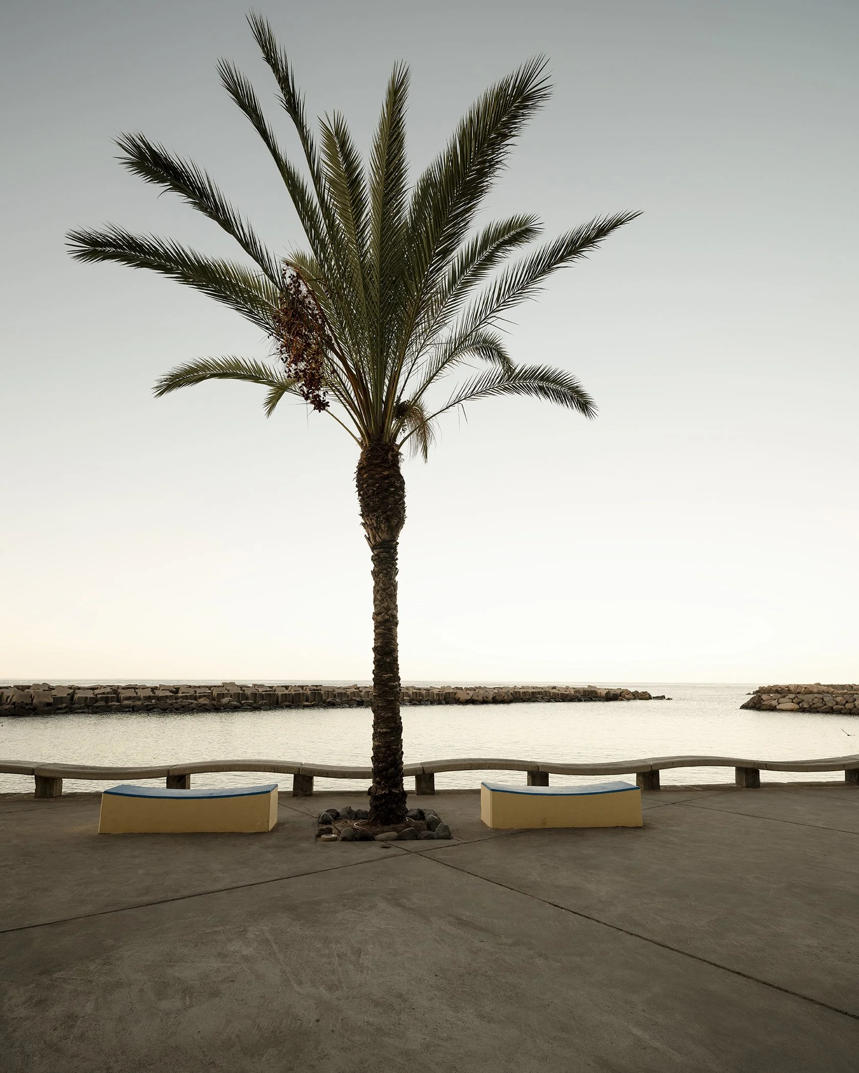 Minimalist photograph of a single palm tree on a seaside promenade overlooking calm water at sunset.