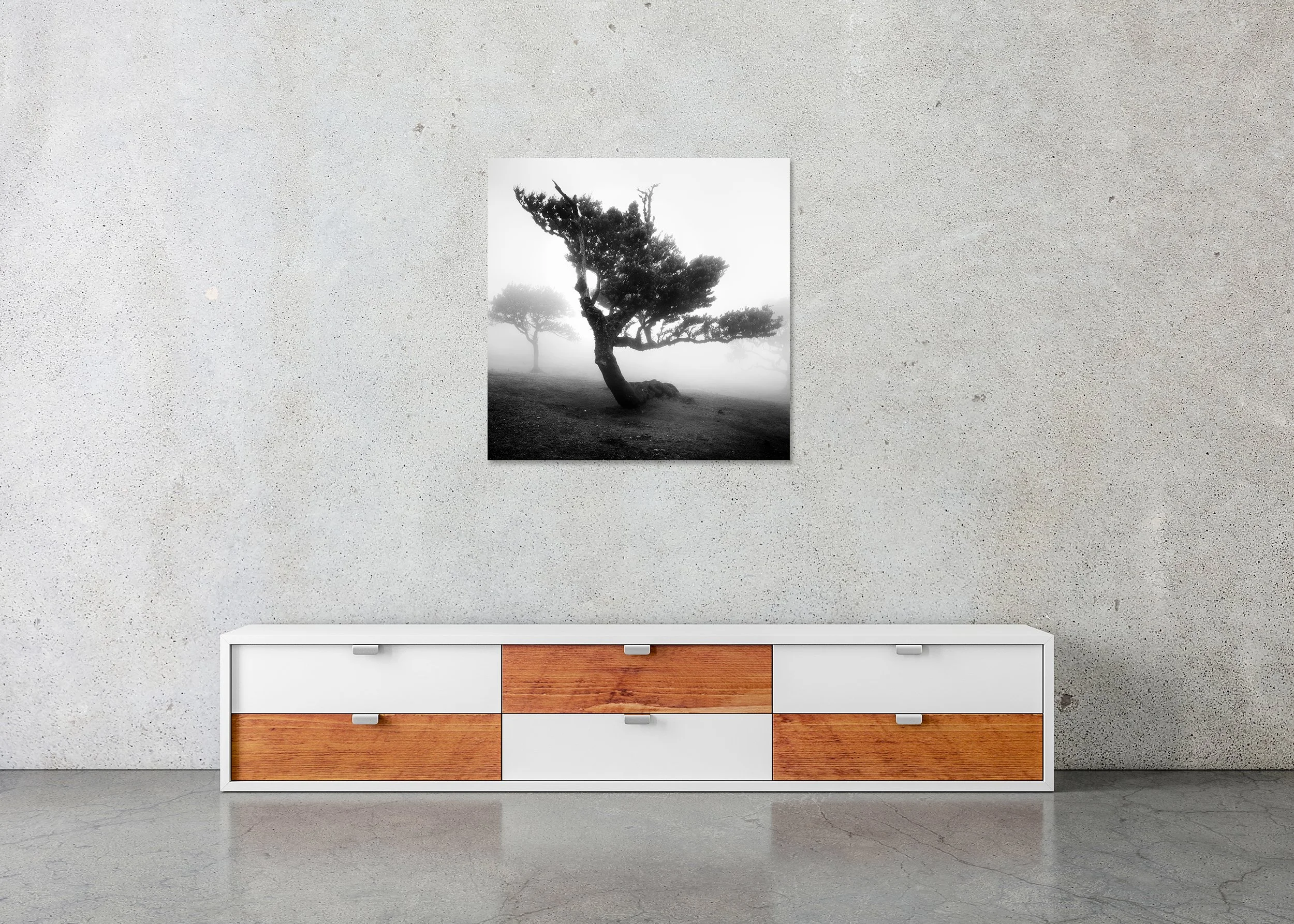 Wind-shaped tree emerging from dense fog on Madeira, dramatic black-and-white nature photograph as a photo print mounted to Dibond, frameless.