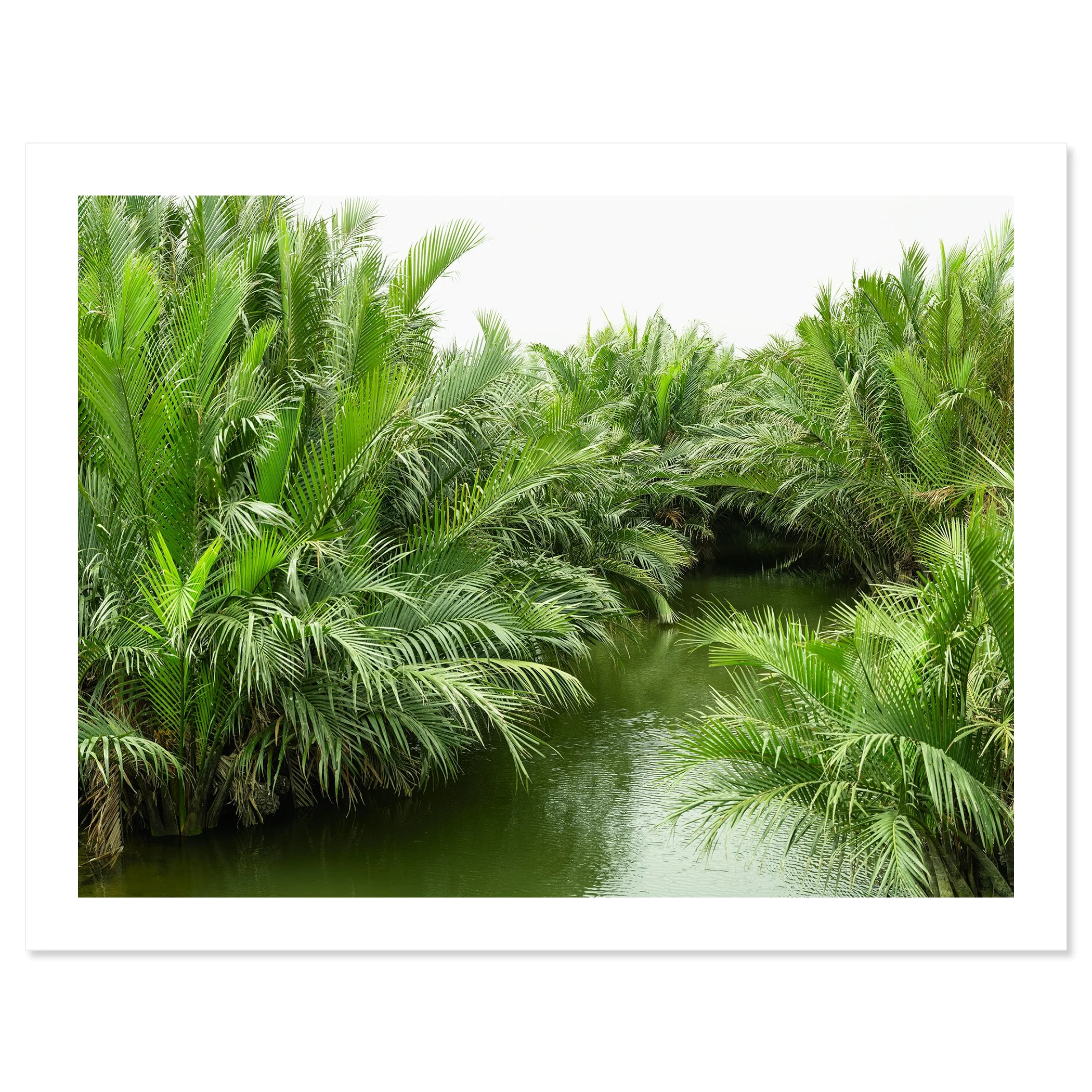 Gerald Berghammer - Color minimalist landscape photography. Lush tropical greenery with palm trees and a narrow waterway in the center. Fine art print only