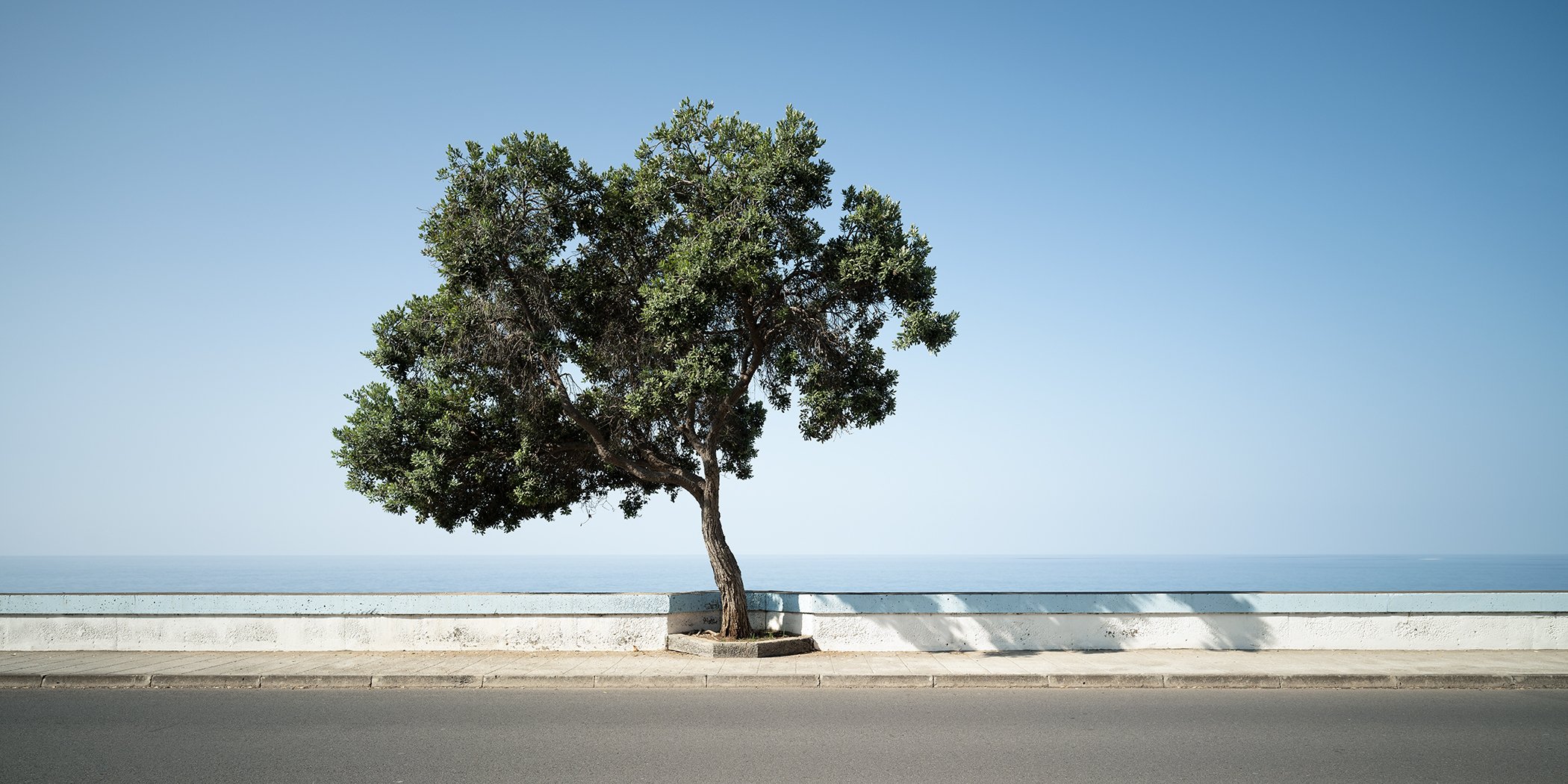 Solitary tree beside a calm blue sea on a sunlit promenade in Madeira, Portugal, photographed by Gerald Berghammer.