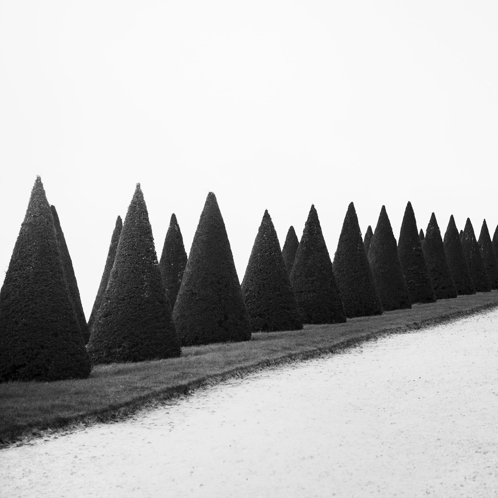 Hedges, Study 1 – detail of sculpted conical topiary trees in the Gardens of Versailles, France, by Gerald Berghammer.