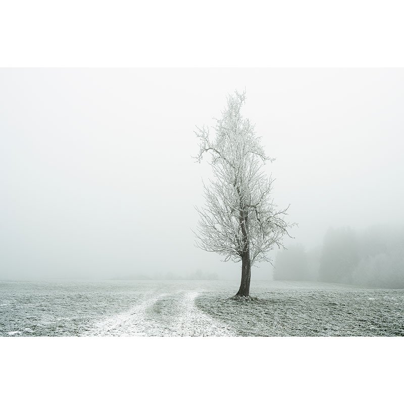 Lonely Tree on the White Path – Austria | Gerald Berghammer