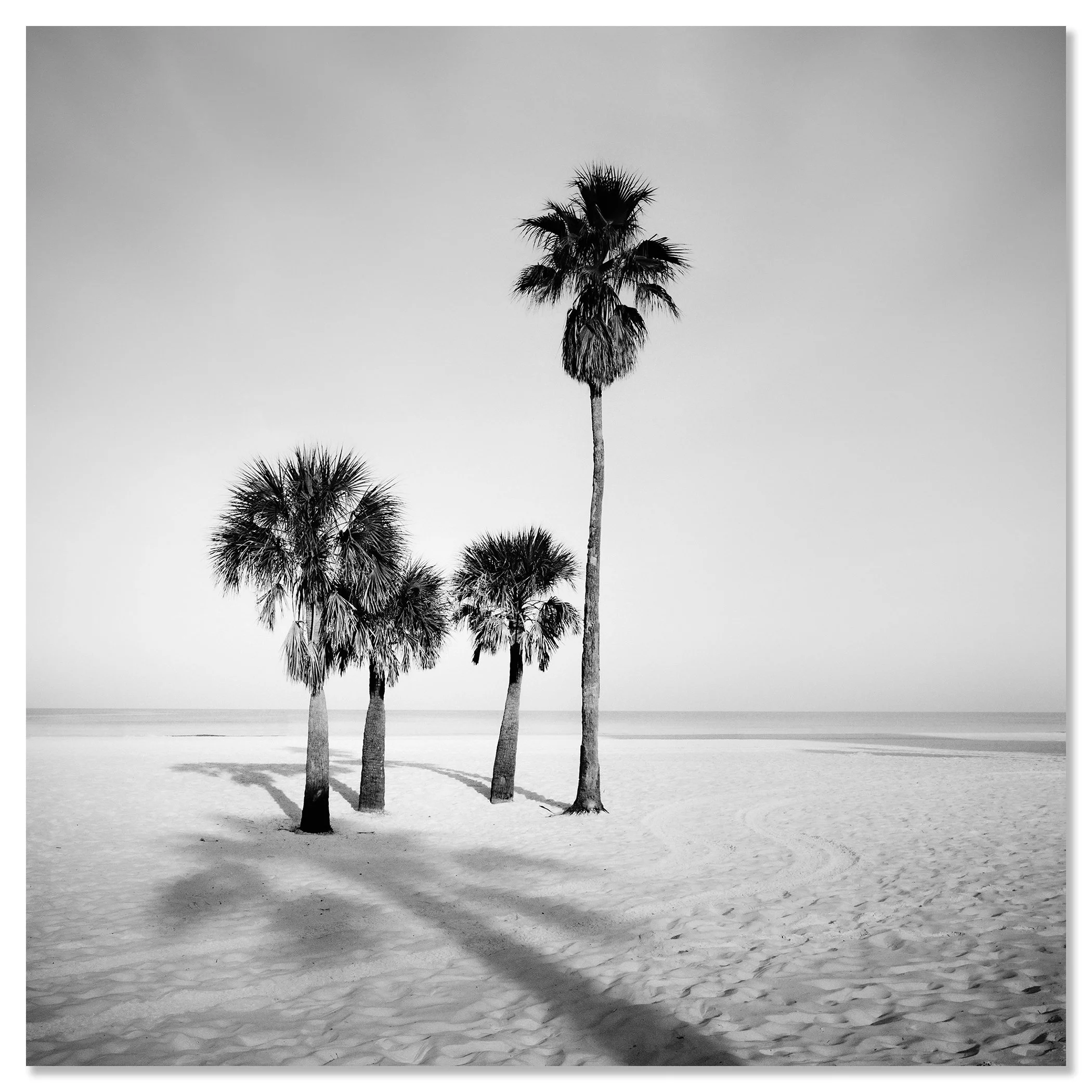 Palm Beach Study 6 displayed as a frameless aluminium Dibond artwork by Gerald Berghammer.