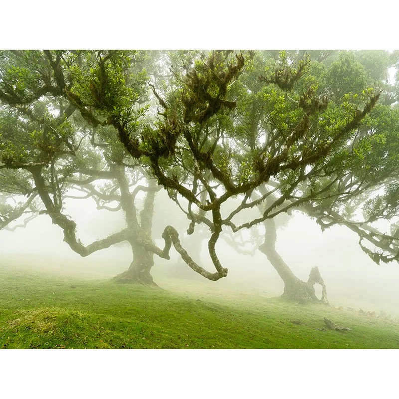Fairy Forest in the Fog Study 1 – Portugal | Gerald Berghammer