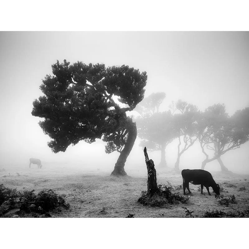 Cows on a Foggy Pasture, Study 1 – Portugal | Gerald Berghammer