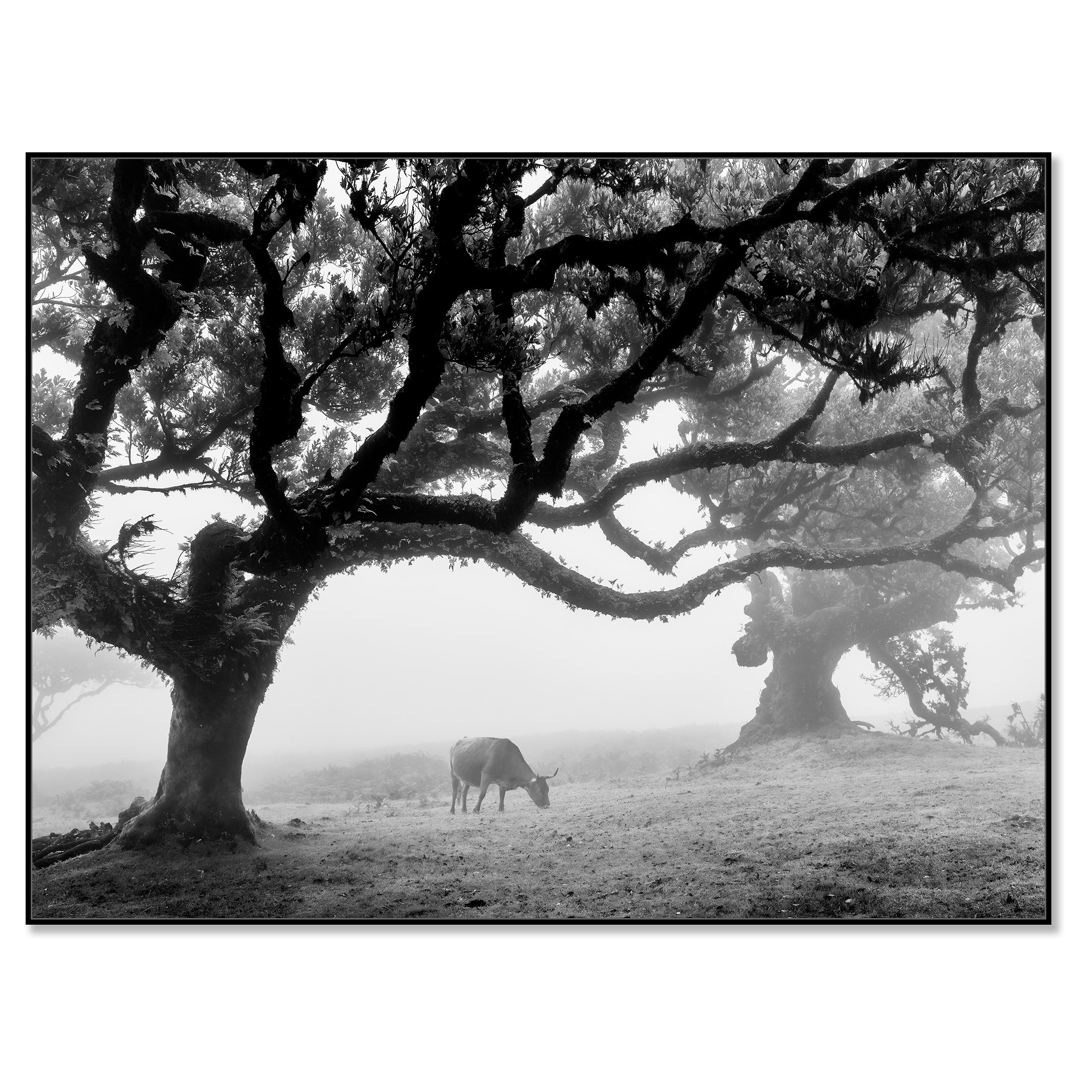 Cows in a Foggy Pasture Study 4 – Portugal, black-and-white photograph in a black aluminium ArtBox frame