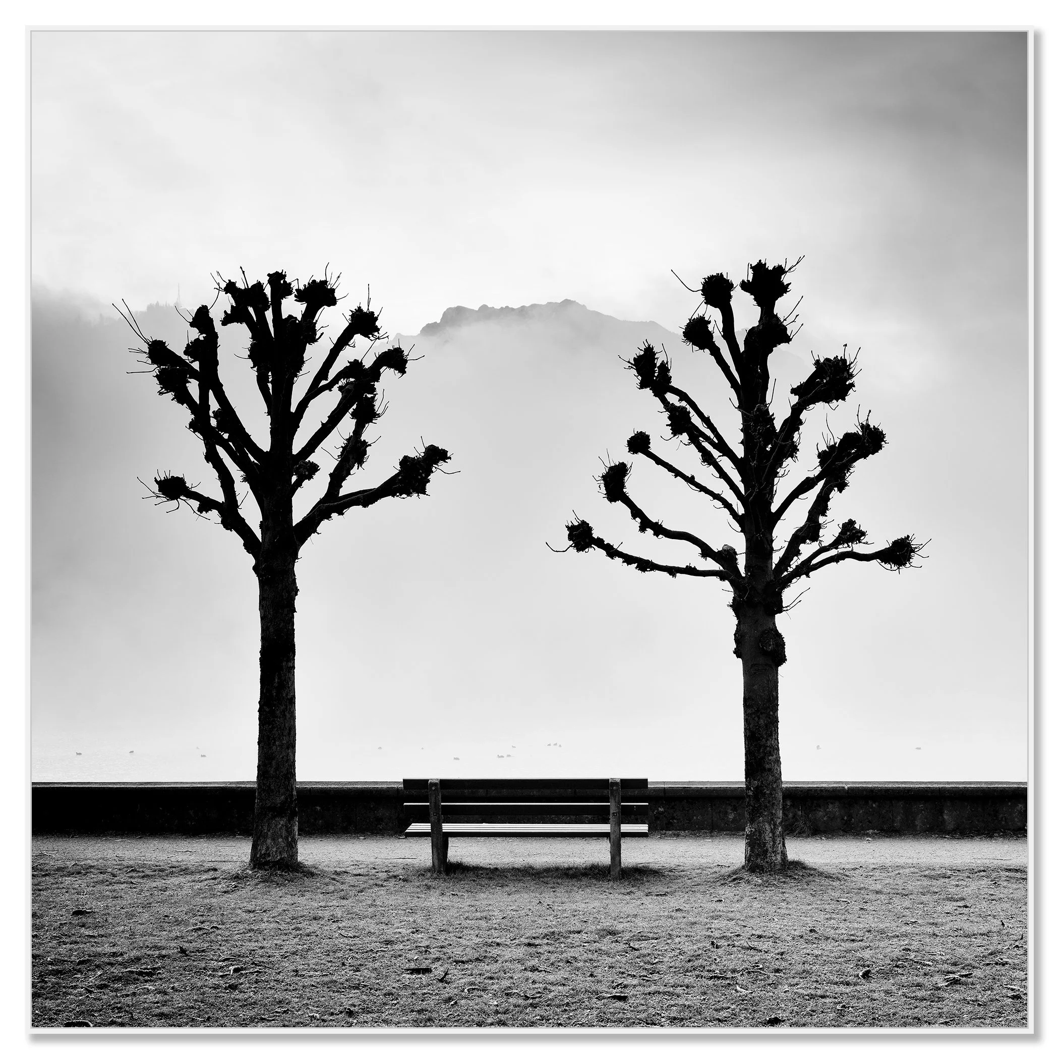 Black and white photograph of two pruned trees framing a park bench along the promenade in fog – framed ArtBox white