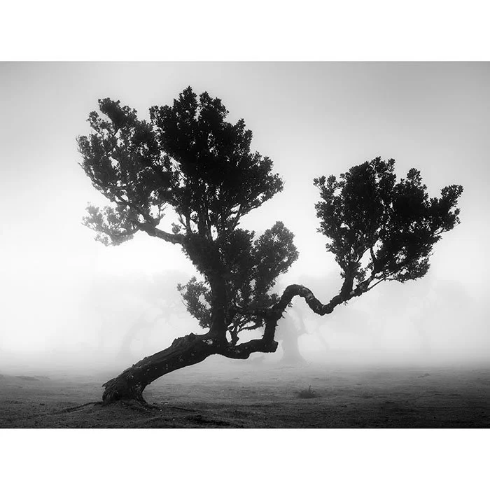 Ancient Laurisilva Forest, Study 3 – Portugal | Gerald Berghammer
