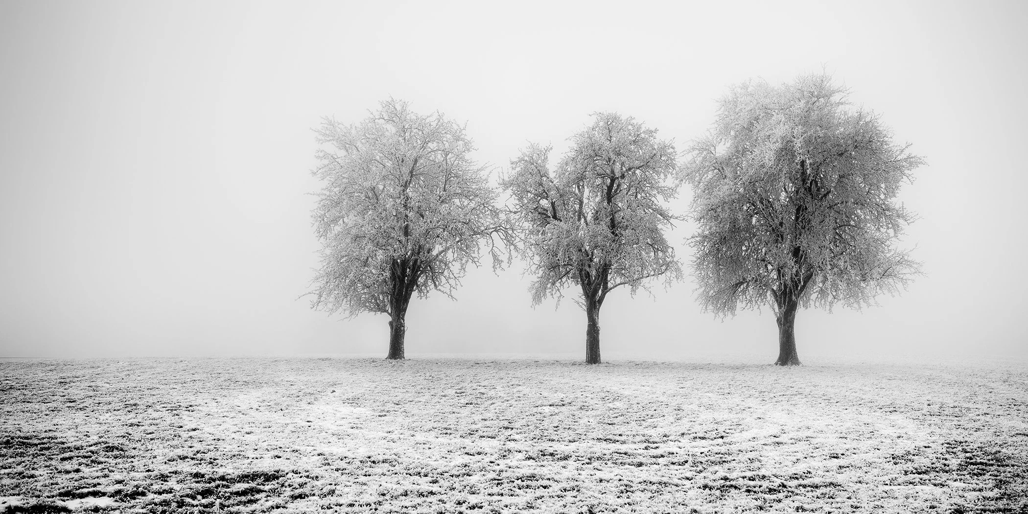 Three frost-covered trees in a snowy field on a misty winter morning, black and white landscape