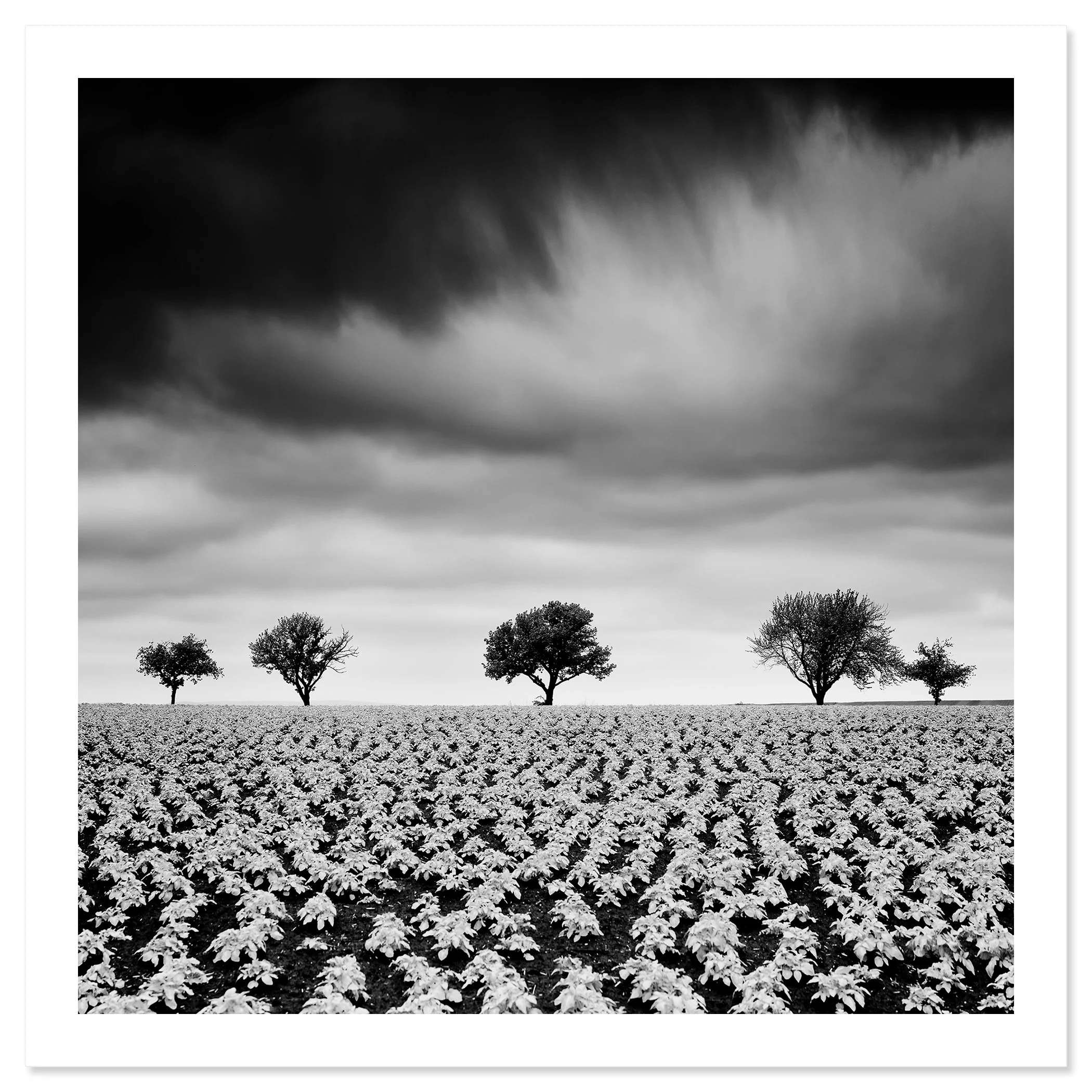 Potato Field with Cherry Trees Study 2 by Gerald Berghammer, black-and-white fine art photograph shown as an archival pigment print with white border.