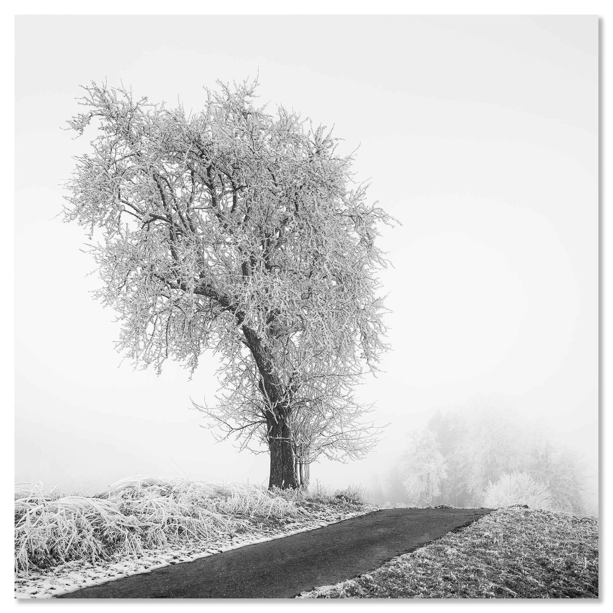 Frozen Farmland Study 3 by Gerald Berghammer, minimalist black-and-white winter landscape photograph mounted on frameless aluminium Dibond.