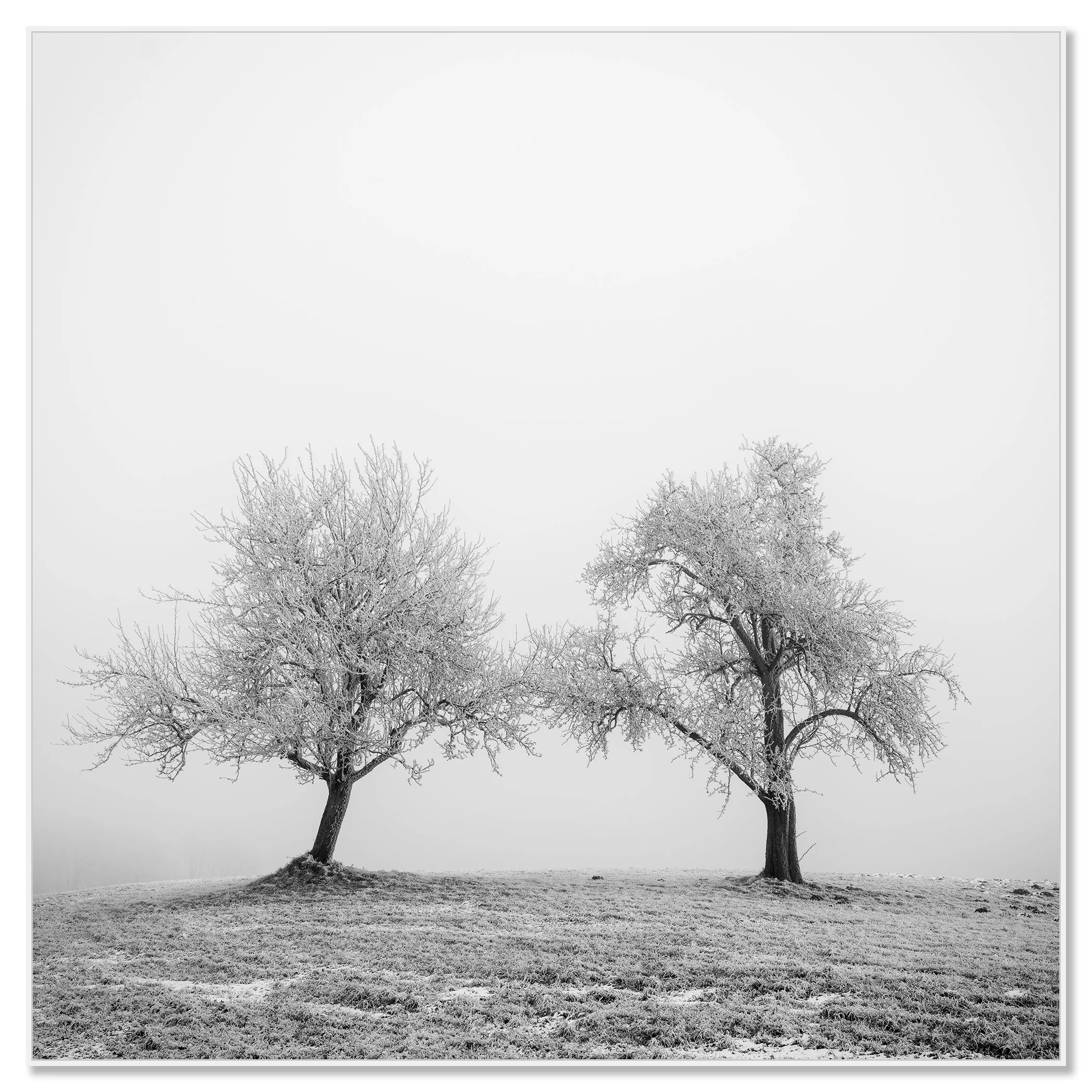 Two frost-covered trees in a quiet winter landscape, their branches reaching towards each other – framed ArtBox white
